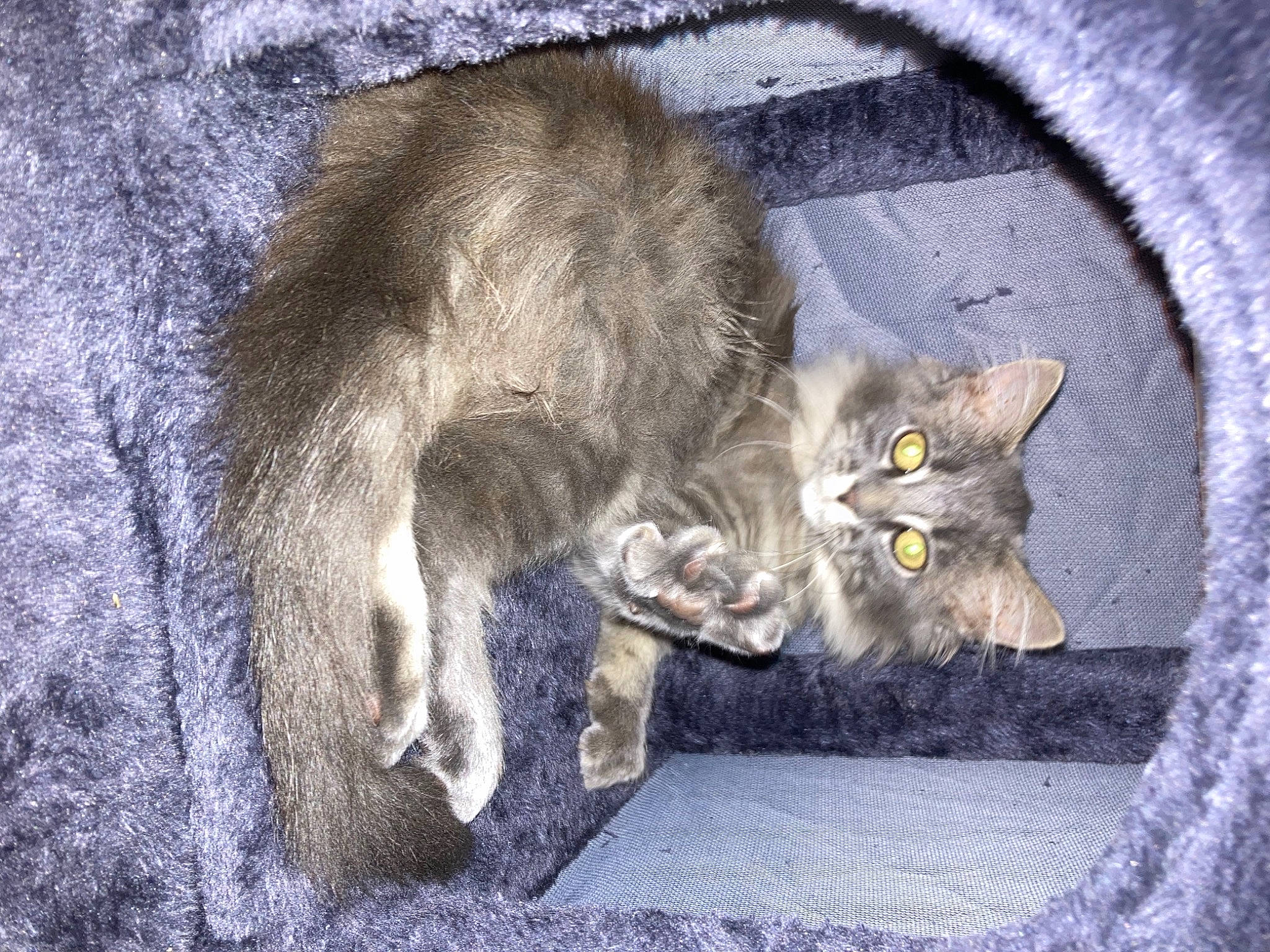 Picsou participe au concours pour gagner de l'argent avec cette photo : black_cat, carnivore, cat, cat_supply, cat_toy, claw, comfort, domestic_short_haired_cat, felidae, fur, grey, paw, russian_blue, small_to_medium_sized_cats, snout, tail, terrestrial_animal, whiskers