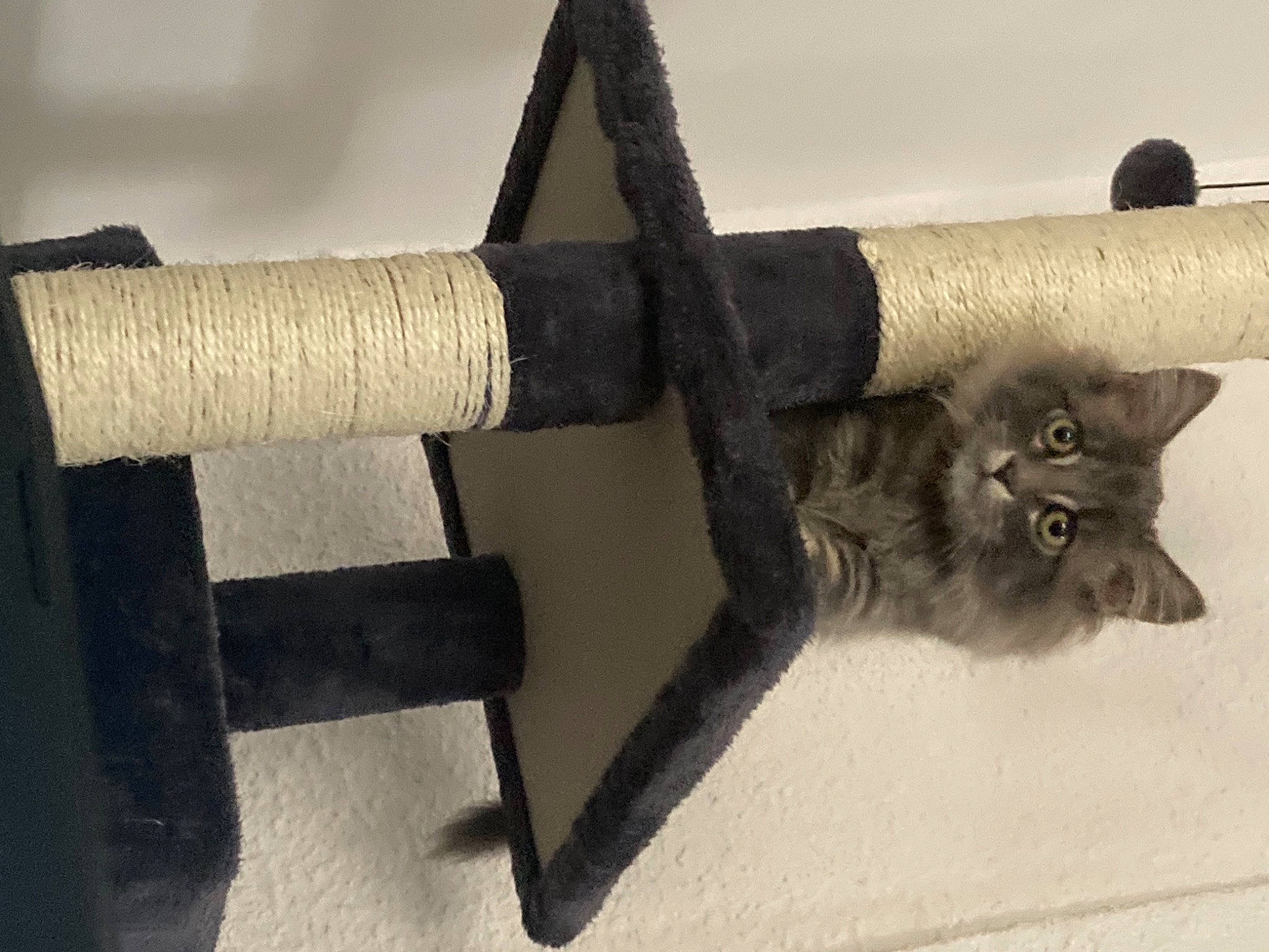 Picsou a rejoint le concours — aidez-le/la à gagner de superbes lots ! black_cat, carnivore, cat, claw, domestic_short_haired_cat, felidae, fur, metal, plant, small_to_medium_sized_cats, snout, tail, terrestrial_animal, tree, whiskers, window, wood