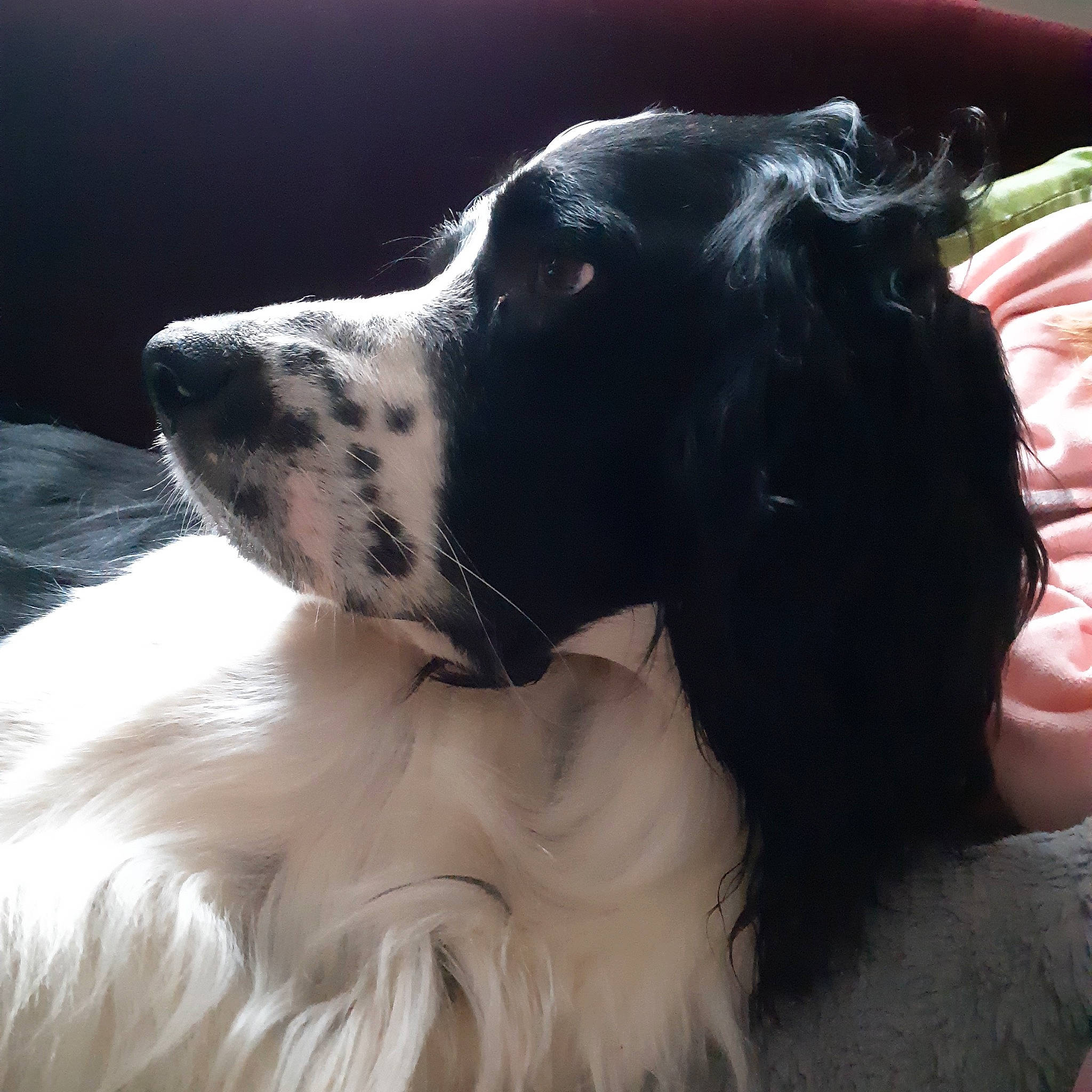 Kimi participe au concours pour gagner de l'argent avec cette photo : borzoi, canidae, carnivore, cloud, companion_dog, dog, dog_breed, dog_collar, fur, liver, mammal, silken_windhound, snout, spaniel, sporting_group, vertebrate, whiskers, window, working_animal, working_dog