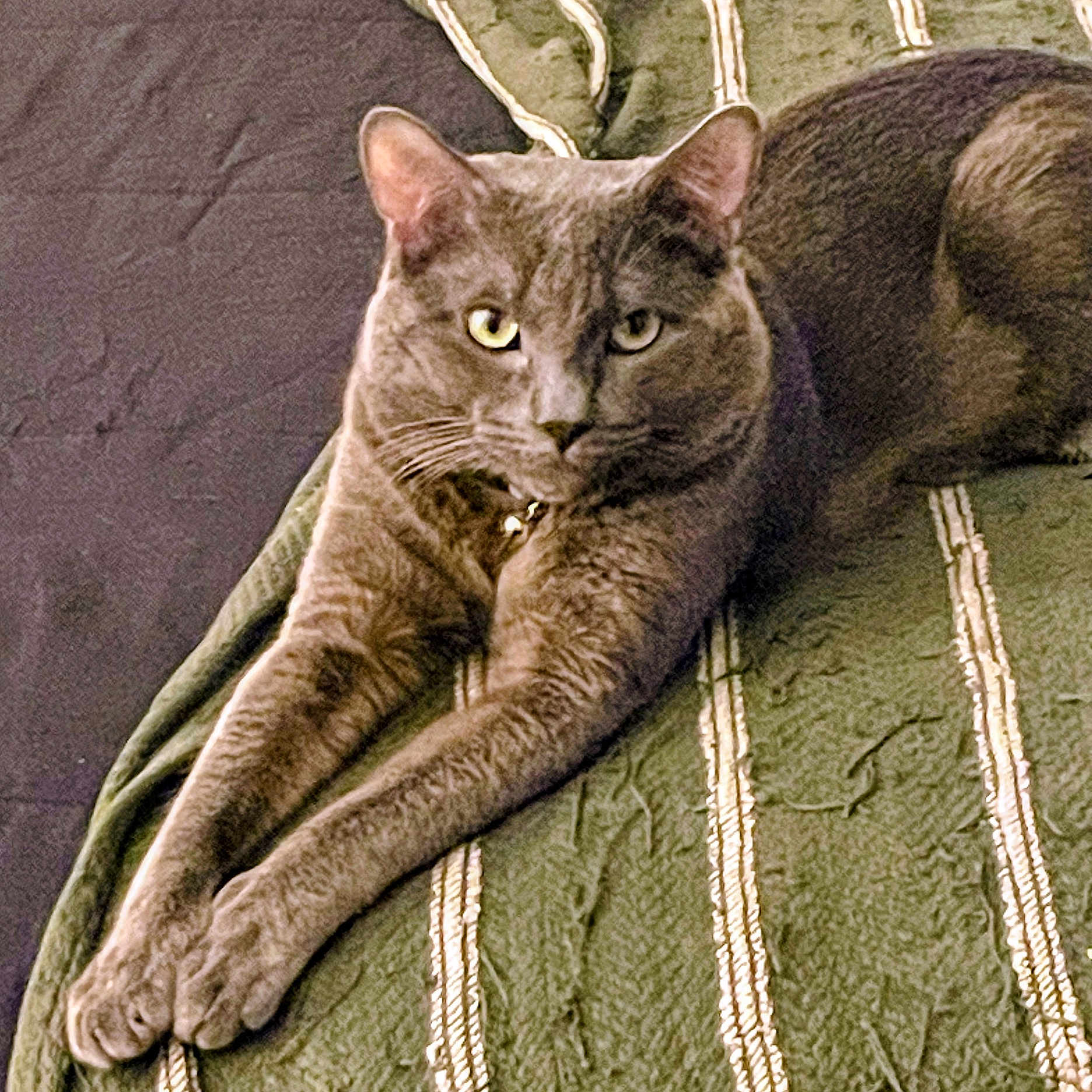 Loukus Simun joined the competition — help win amazing prizes! cat, gray_cat, pet, feline, animal, stretching, blanket, green_blanket, indoor, closeup, fur, whiskers, alert, relaxed, paws, laying_down, texture, striped, collar, domestic_animal