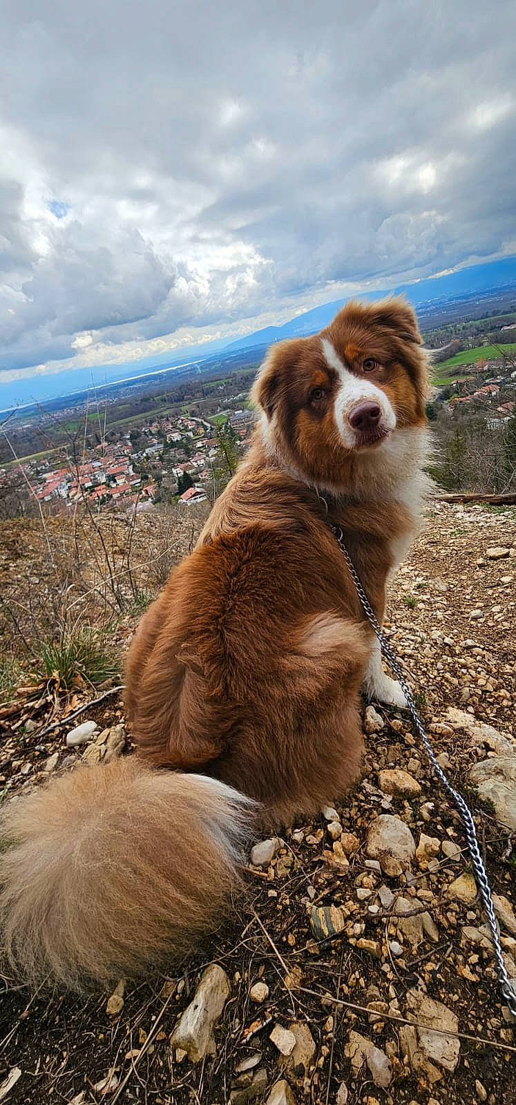Taiyo participe au concours pour gagner de l'argent avec cette photo : canidae, carnivore, cloud, companion_dog, dog, dog_breed, fawn, fur, grass, landscape, liver, plant, sky, snout, sporting_group, tail, terrestrial_animal, walking, wildlife, working_animal