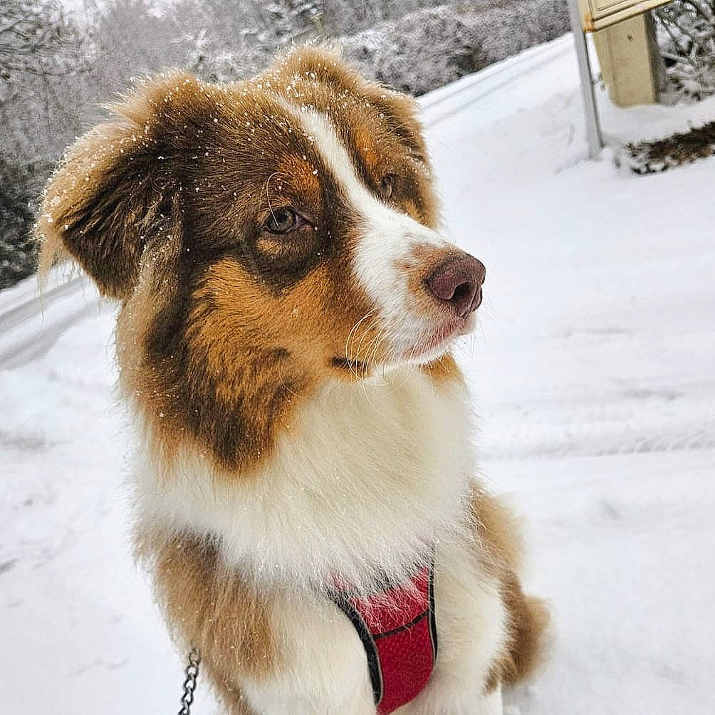 Taiyo participe au concours pour gagner de l'argent avec cette photo : ancient_dog_breeds, australian_shepherd, canidae, carnivore, collar, companion_dog, dog, dog_breed, fur, herding_dog, puppy, snow, sporting_group, terrestrial_animal, whiskers, winter, working_animal, working_dog