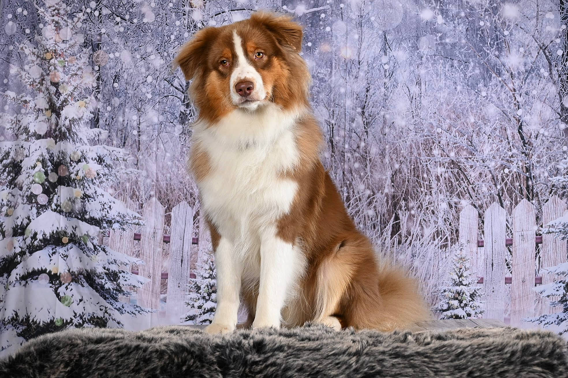 Taiyo participe au concours pour gagner de l'argent avec cette photo : ancient_dog_breeds, canidae, carnivore, companion_dog, dog, dog_breed, fawn, fur, gun_dog, herding_dog, hound, hunting_dog, plant, snow, sporting_group, terrestrial_animal, tree, twig, winter, working_dog