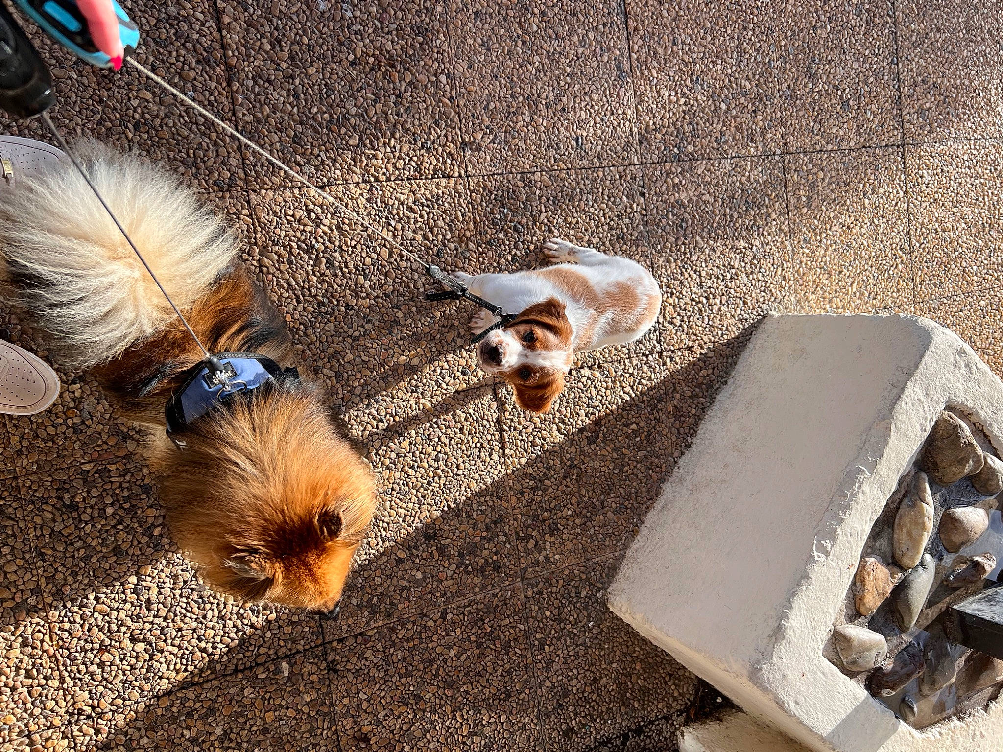 Uno participe au concours pour gagner de l'argent avec cette photo : asphalt, carnivore, comfort, companion_dog, dog, dog_breed, fashion_accessory, fawn, flooring, fur, grass, outdoor_furniture, pet_supply, road_surface, small_to_medium_sized_cats, sporting_group, tail, toy_dog, whiskers, wood