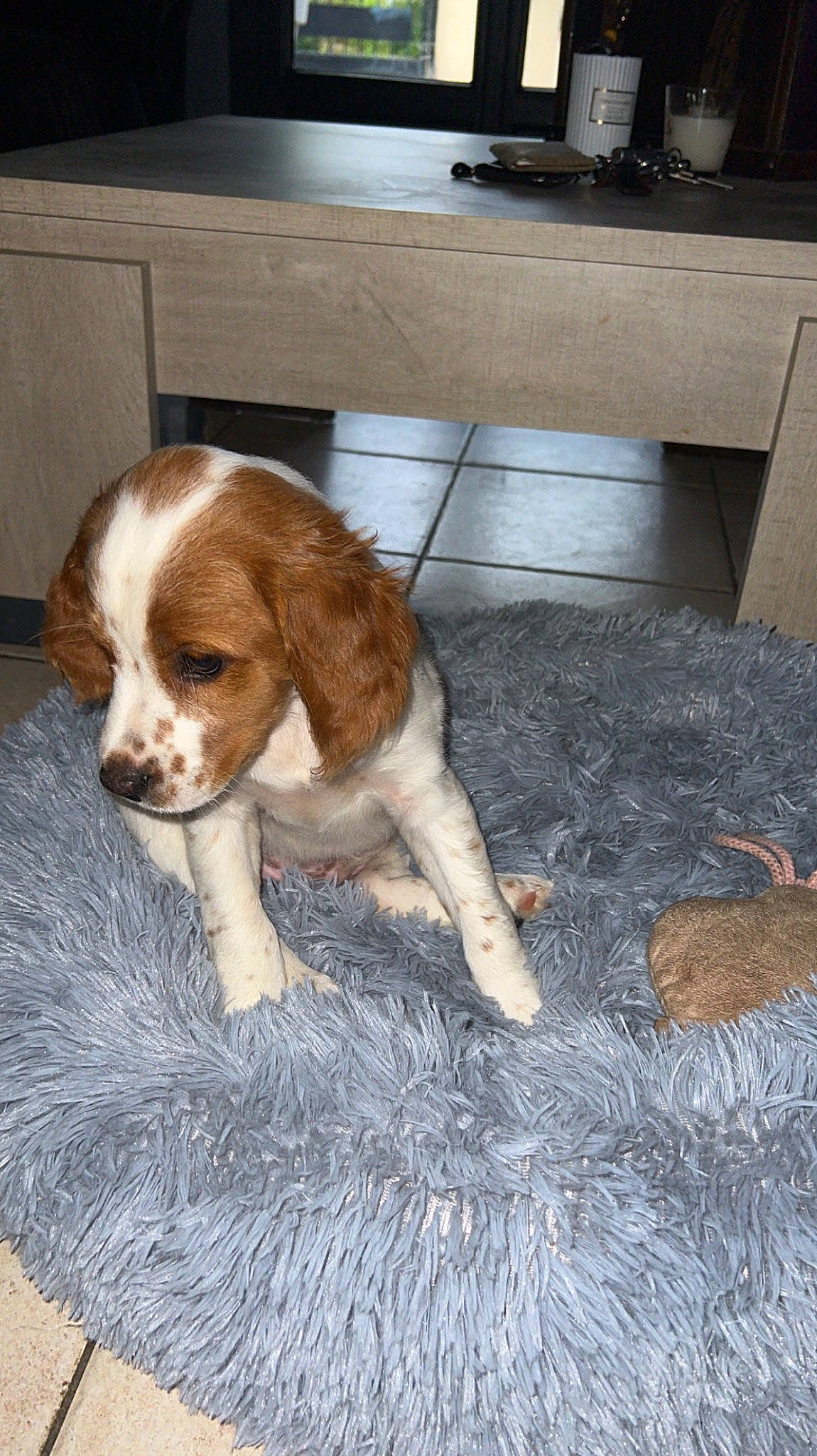 Uno participe au concours pour gagner de l'argent avec cette photo : brown, carnivore, cavalier_king_charles_spaniel, companion_dog, dog, dog_breed, fawn, flooring, fur, liver, snout, spaniel, sporting_group, tail, terrestrial_animal, toy, toy_dog, whiskers, wood, working_animal