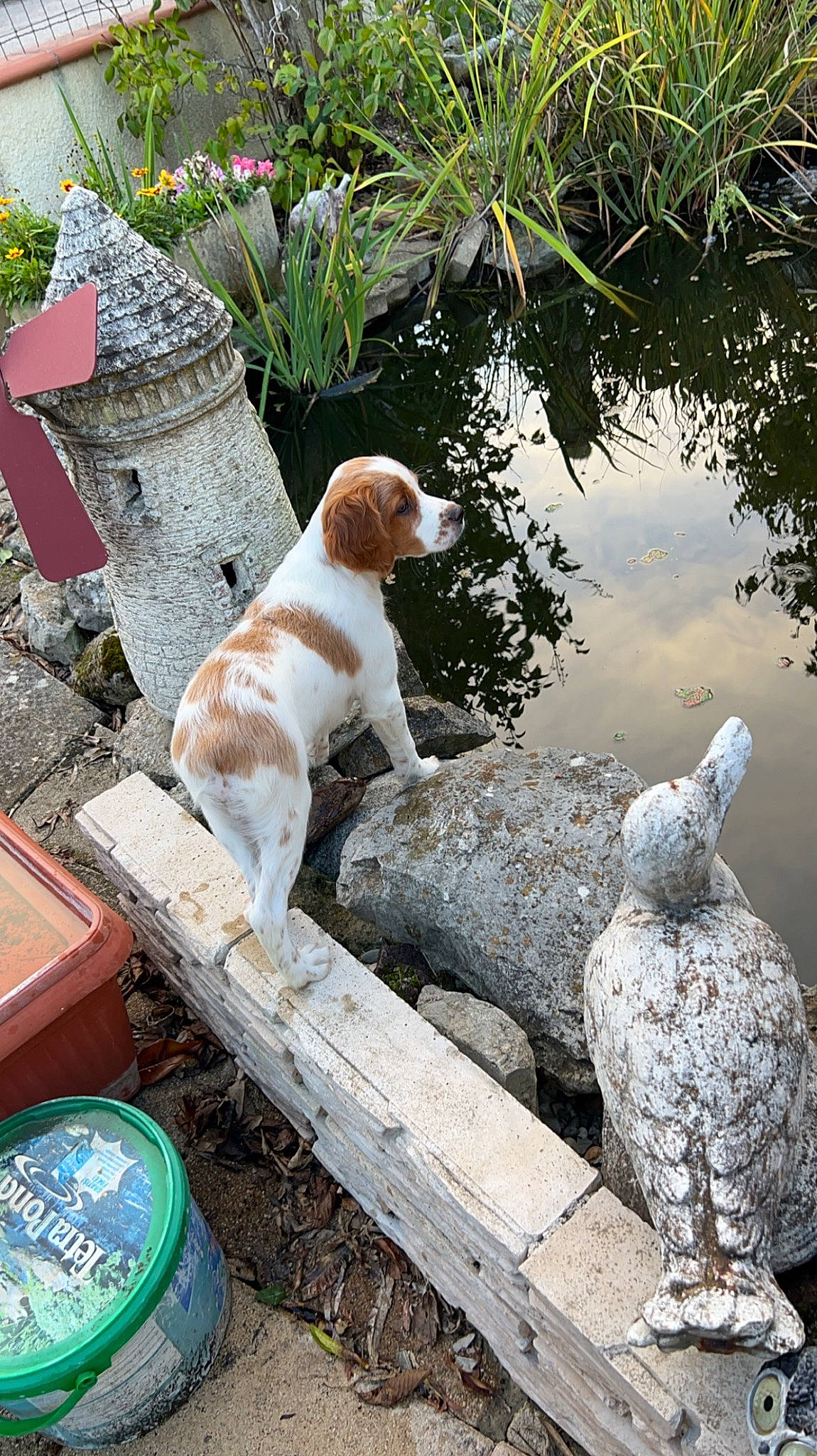 Uno participe au concours pour gagner de l'argent avec cette photo : brittany, carnivore, chair, companion_dog, dog, dog_breed, fawn, grass, gun_dog, lake, outdoor_furniture, pet_supply, plant, sporting_group, tail, water, wood