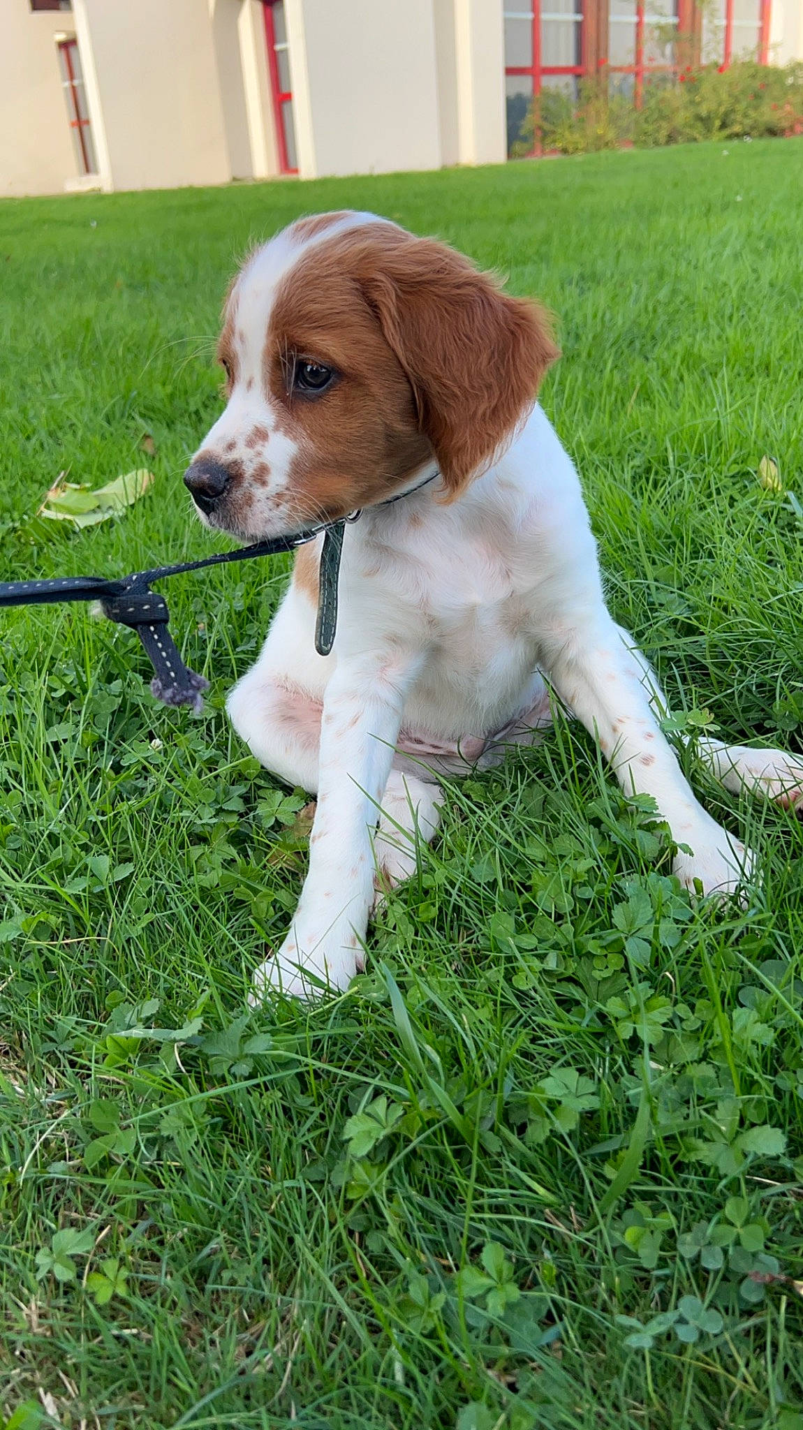 Uno a rejoint le concours — aidez-le/la à gagner de superbes lots ! brittany, canidae, carnivore, companion_dog, dog, dog_breed, fawn, grass, groundcover, gun_dog, hound, hunting_dog, liver, plant, puppy, snout, spaniel, sporting_group, tail, terrestrial_animal