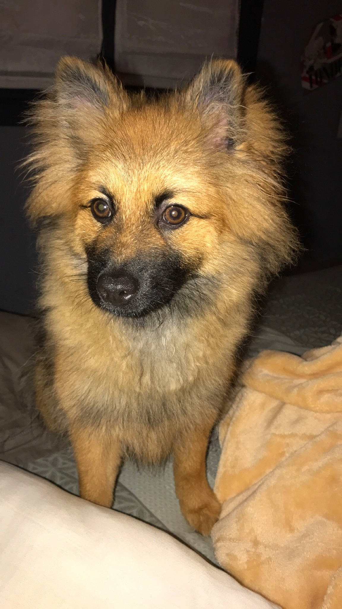 Oxo a rejoint le concours — aidez-le/la à gagner de superbes lots ! canidae, carnivore, companion_dog, dog, dog_breed, fawn, fur, german_spitz, german_spitz_mittel, non_sporting_group, snout, spitz, terrestrial_animal, toy_dog, whiskers, wildlife