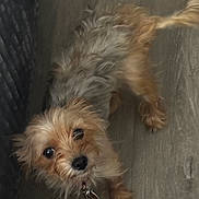 Brielle is registered to the contest to win money with this photo: dog, puppy, small_dog, long_hair, brown_fur, tan_fur, fluffy, scruffy, pet, collar, tag, looking_up, portrait, indoor, floor, wood_floor, close_up, cute, animal, companion