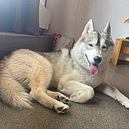 Venom a rejoint le concours — aidez-le/la à gagner de superbes lots ! dog, siberian_husky, indoor, floor, tongue_out, relaxed, pet, animal, fur, window, wooden_furniture, bag, paw, canine, lying_down, happy, home, domestic, mammal, companion