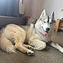 dog, siberian_husky, indoor, floor, tongue_out, relaxed, pet, animal, fur, window, wooden_furniture, bag, paw, canine, lying_down, happy, home, domestic, mammal, companion