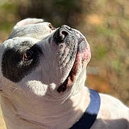 Lenny is registered to the contest to win money with this photo: dog, white_dog, black_patch, close_up, portrait, outdoor, sunlight, animal, pet, canine, looking_up, fur, whiskers, collar, daylight, nature, blurred_background, muzzle, ears, expression