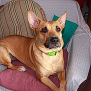 Kaya participe au concours pour gagner de l'argent avec cette photo : dog, couch, green_collar, ear, pet, animal, furniture, indoor, cushion, blanket, cat, curious, relaxed, brown_dog, sitting, comfort, living_room, domestic, alert, household