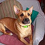 dog, couch, green_collar, ear, pet, animal, furniture, indoor, cushion, blanket, cat, curious, relaxed, brown_dog, sitting, comfort, living_room, domestic, alert, household