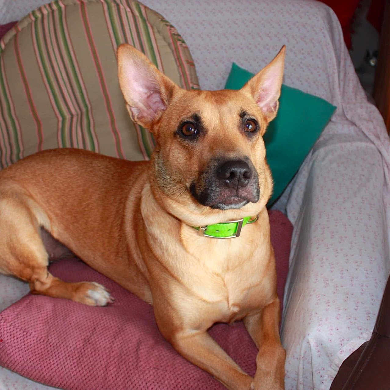 Kaya participe au concours pour gagner de l'argent avec cette photo : alert, animal, blanket, brown_dog, cat, comfort, couch, curious, cushion, dog, domestic, ear, furniture, green_collar, household, indoor, living_room, pet, relaxed, sitting