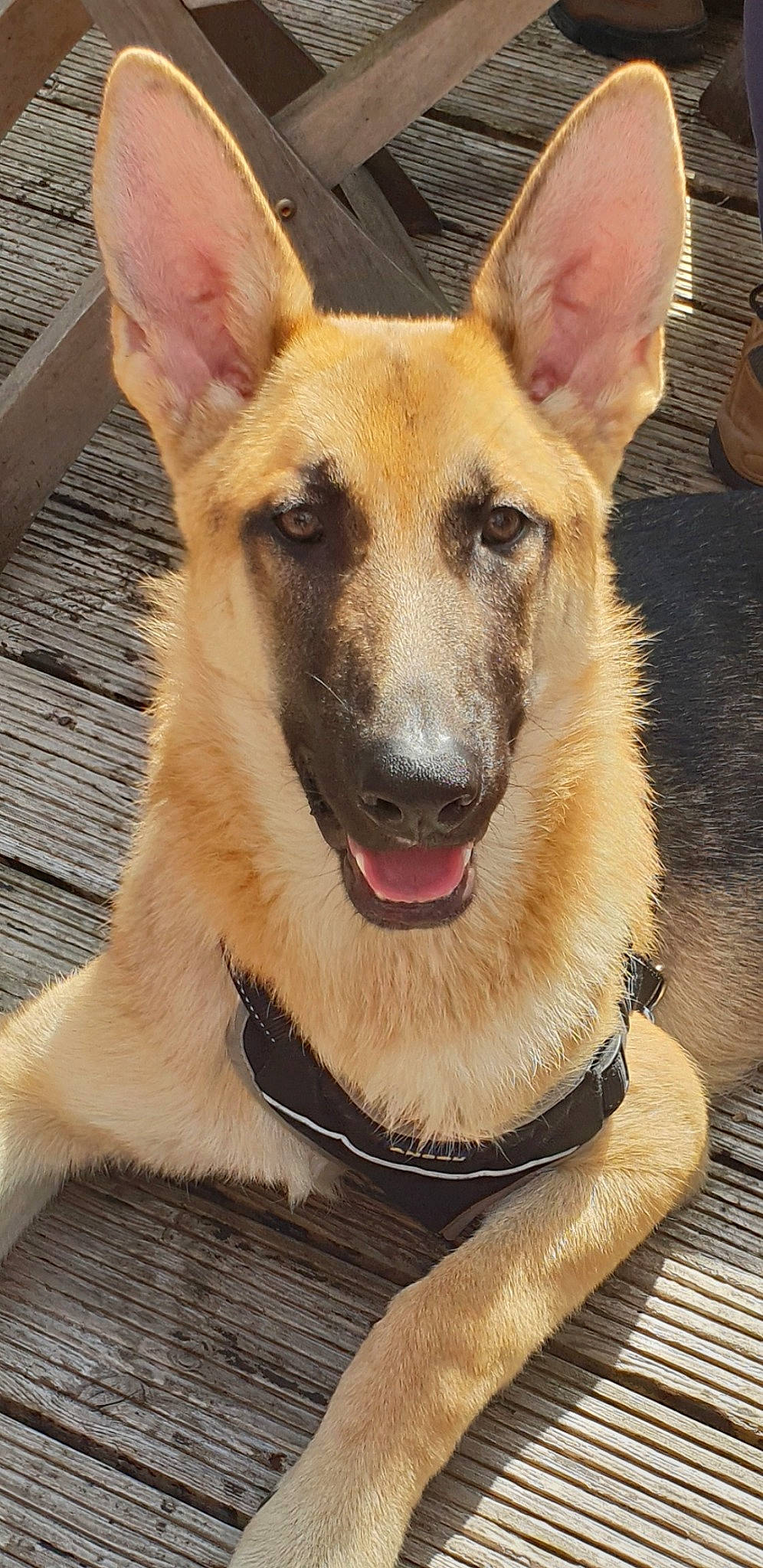 Koba is registered to the contest to win money with this photo: belgian_shepherd, belgian_shepherd_malinois, canidae, carnivore, carolina_dog, dog, dog_breed, east_european_shepherd, fawn, german_shepherd_dog, king_shepherd, kunming_wolfdog, mammal, old_german_shepherd_dog, police_dog, rare_breed_dog, shiloh_shepherd_dog, snout, vertebrate, working_dog