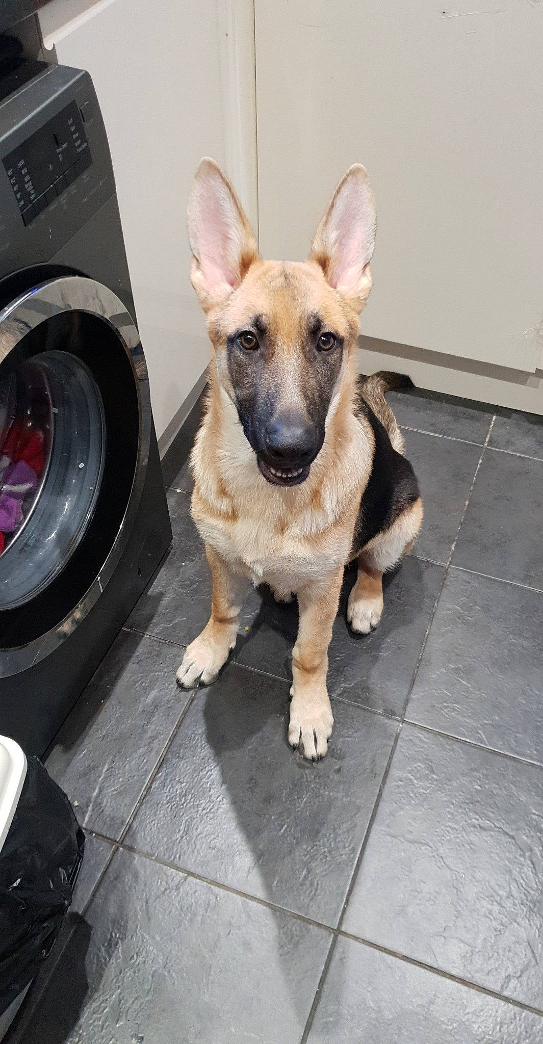 Koba joined the competition — help win amazing prizes! belgian_shepherd_malinois, canidae, carnivore, dog, dog_breed, ear, east_european_shepherd, fawn, german_shepherd_dog, king_shepherd, kunming_wolfdog, mammal, old_german_shepherd_dog, police_dog, rare_breed_dog, shiloh_shepherd_dog, snout, street_dog, vertebrate, working_dog