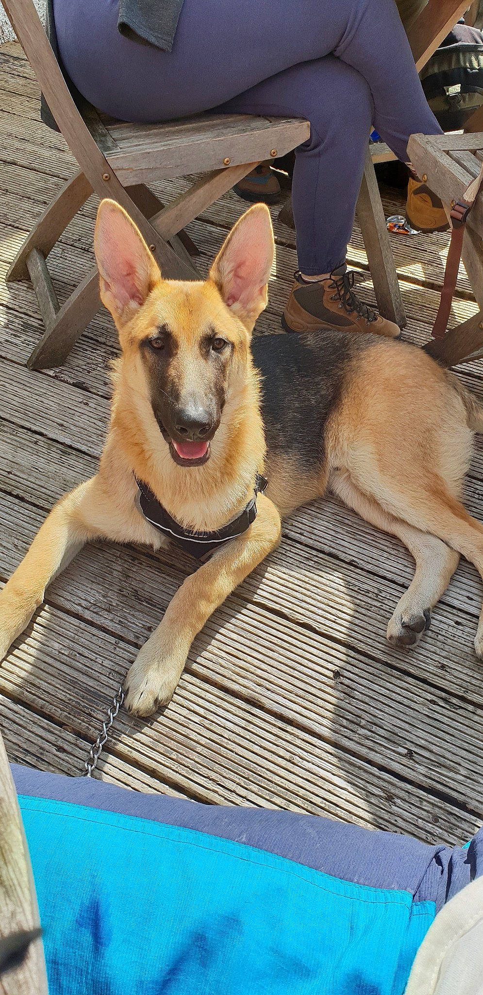 Koba is registered to the contest to win money with this photo: belgian_shepherd, belgian_shepherd_malinois, canidae, carnivore, carolina_dog, dog, dog_breed, east_european_shepherd, fawn, german_shepherd_dog, king_shepherd, kunming_wolfdog, mammal, old_german_shepherd_dog, rare_breed_dog, shiloh_shepherd_dog, vertebrate, working_dog