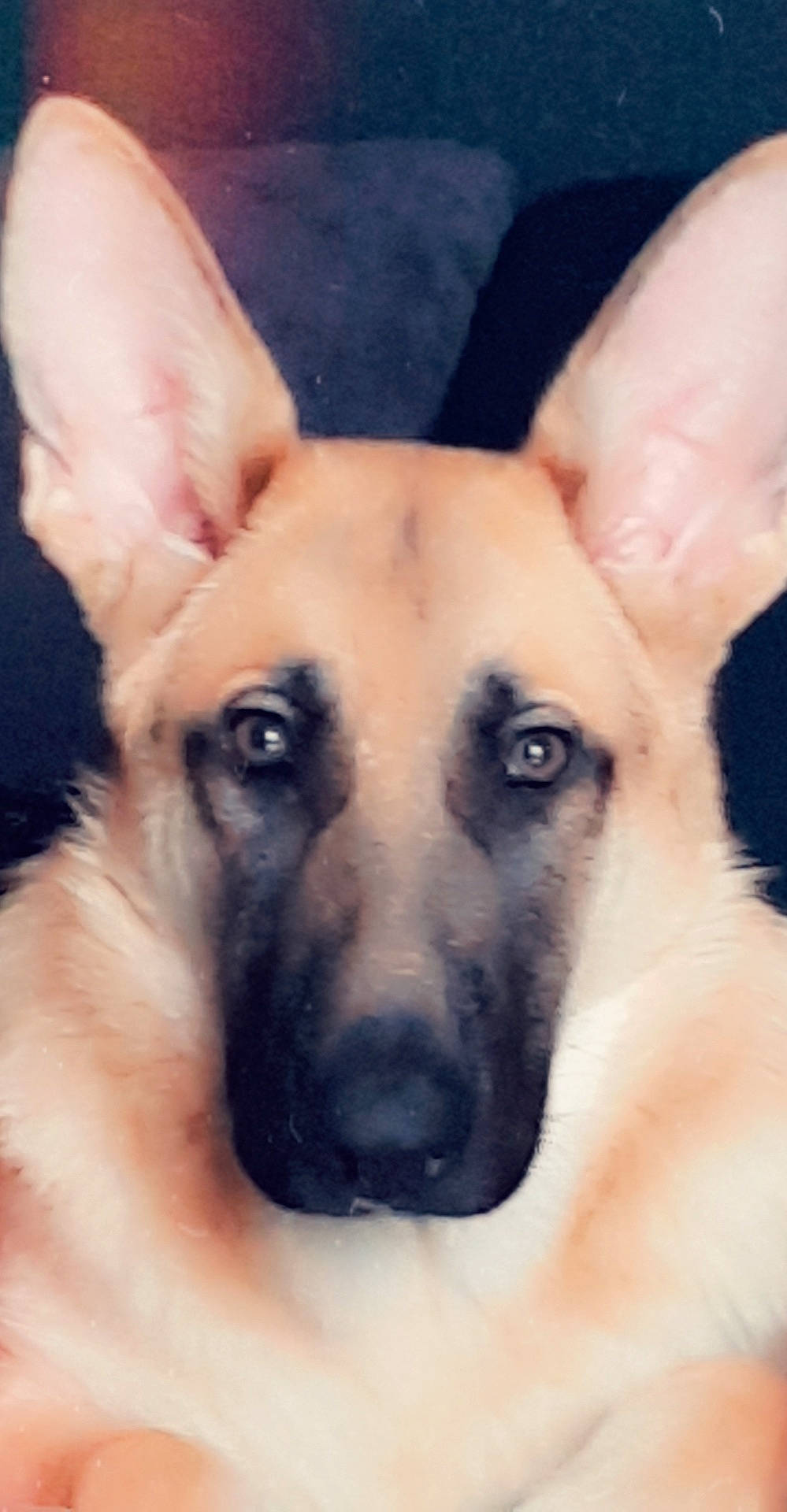 Koba is registered to the contest to win money with this photo: belgian_shepherd_malinois, black_mouth_cur, canidae, carnivore, carolina_dog, dog, dog_breed, east_european_shepherd, fawn, german_shepherd_dog, king_shepherd, kunming_wolfdog, mammal, old_german_shepherd_dog, pariah_dog, rare_breed_dog, snout, street_dog, vertebrate, working_dog