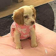 Daisy is registered to the contest to win money with this photo: puppy, dog, pink_outfit, cushion, indoor, wooden_floor, rug, cute, pet, small_dog, sitting, adorable, animal, fur, young_dog, looking_away, home, cozy, soft, pink