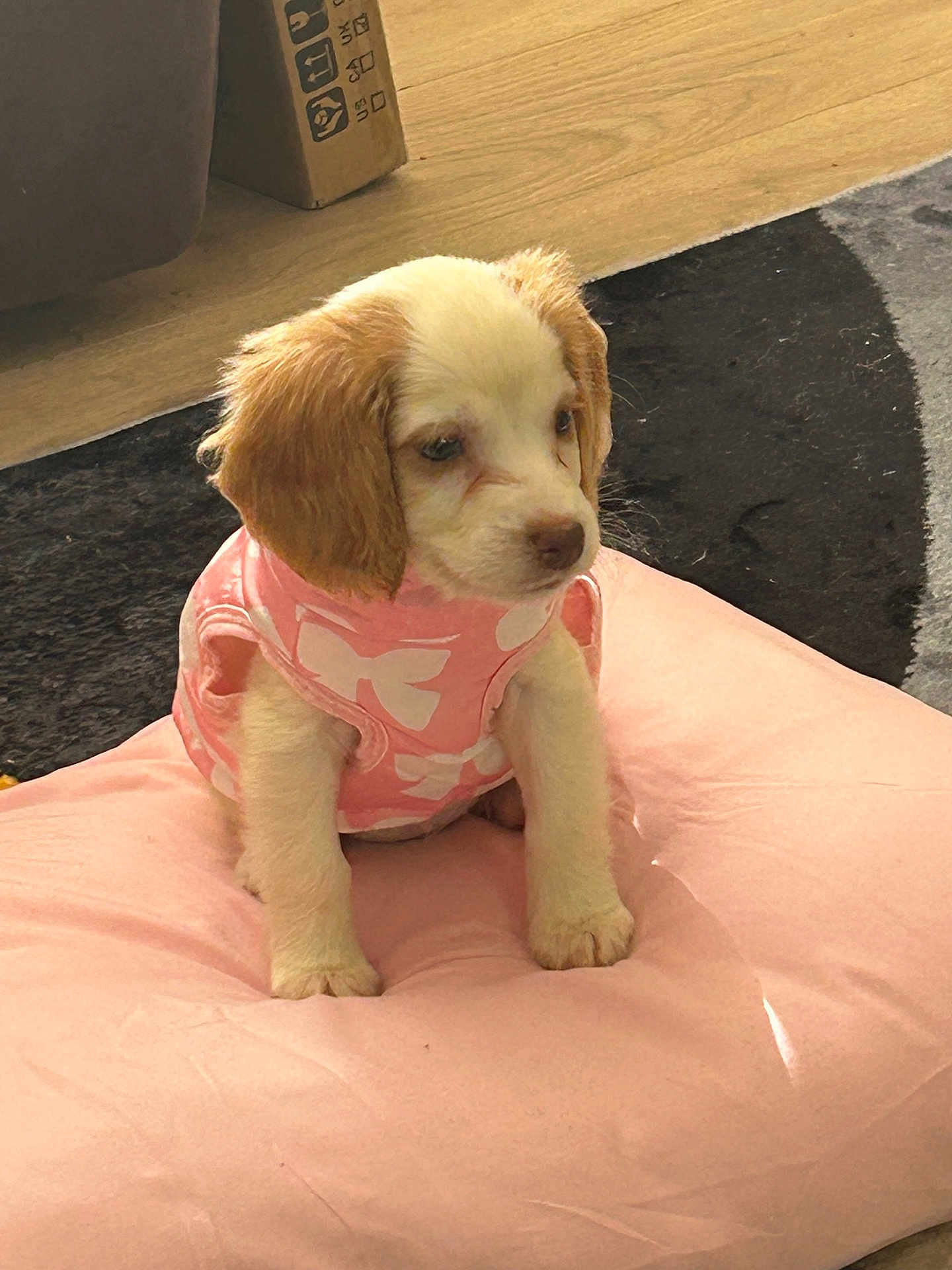 Daisy