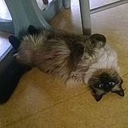 Scarlett participe au concours pour gagner de l'argent avec cette photo :