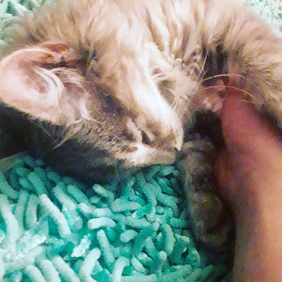 Star Gazer is registered to the contest to win money with this photo: carnivore, cat, claw, ear, fawn, felidae, fur, german_rex, kitten, nap, polydactyl_cat, sleep, small_to_medium_sized_cats, whiskers