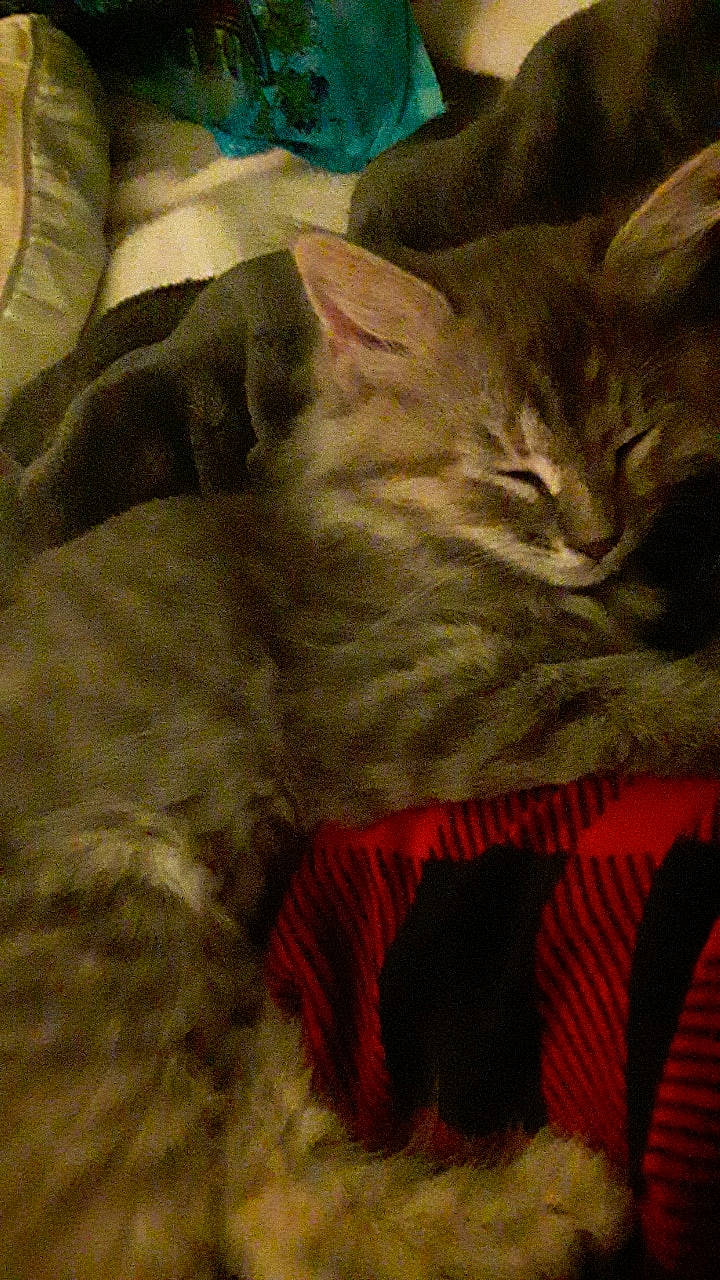 Star Gazer joined the competition — help win amazing prizes! carnivore, cat, domestic_long_haired_cat, fawn, felidae, fur, kitten, nap, norwegian_forest_cat, sleep, small_to_medium_sized_cats, whiskers