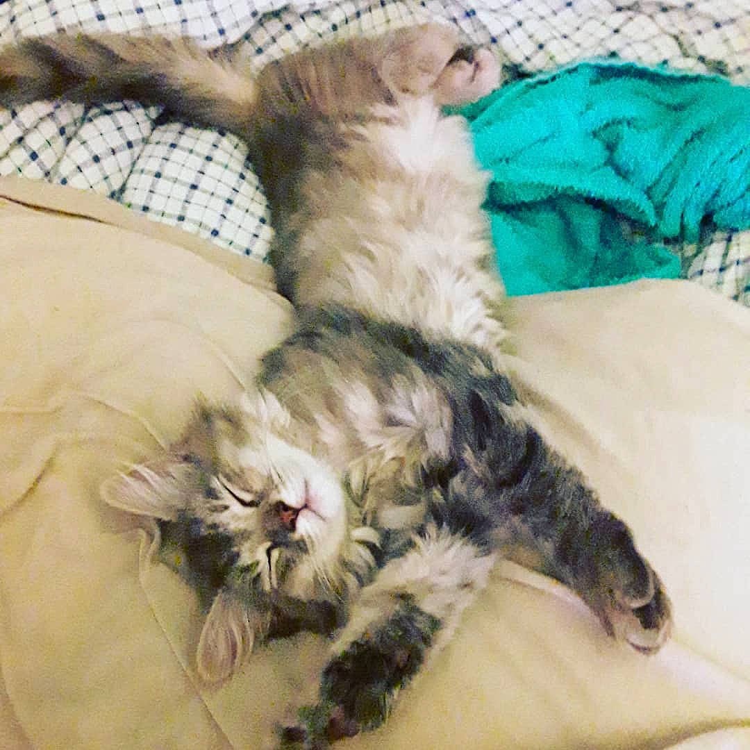 Star Gazer joined the competition — help win amazing prizes! american_curl, carnivore, cat, claw, domestic_long_haired_cat, dragon_li, european_shorthair, felidae, fur, kitten, maine_coon, mammal, nap, norwegian_forest_cat, oriental_longhair, siberian, sleep, small_to_medium_sized_cats, tail, whiskers