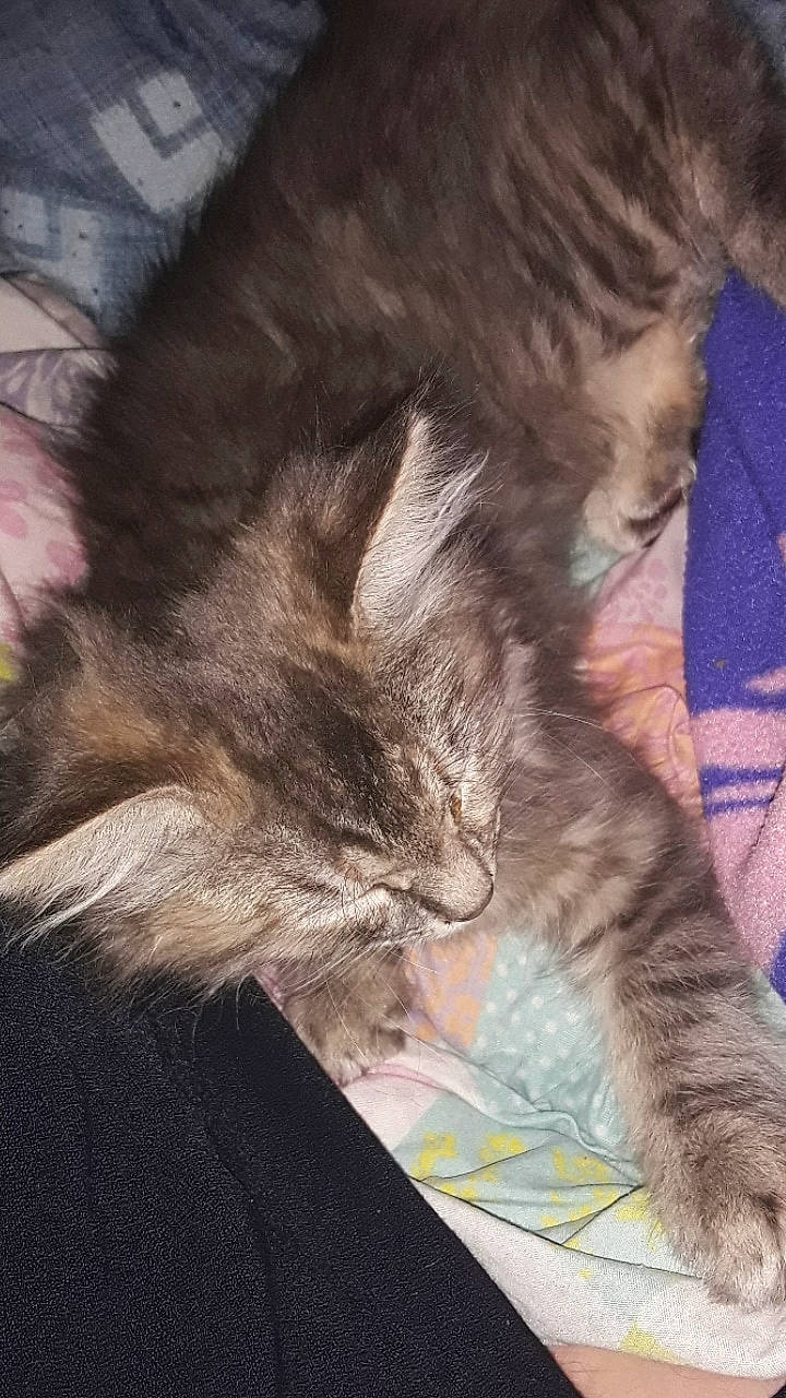 Star Gazer is registered to the contest to win money with this photo: carnivore, cat, domestic_long_haired_cat, domestic_short_haired_cat, european_shorthair, felidae, fur, kitten, maine_coon, mammal, norwegian_forest_cat, pixie_bob, small_to_medium_sized_cats, tail, whiskers