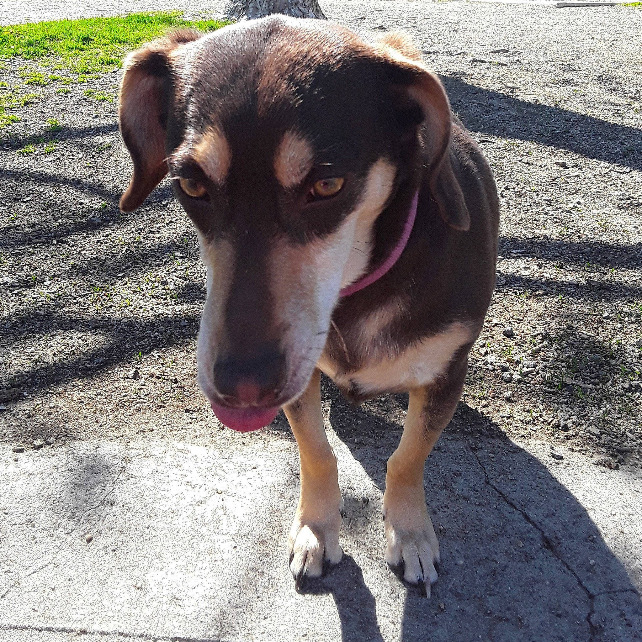 Luna joined the competition — help win amazing prizes! canidae, carnivore, dog, dog_breed, eye, fawn, huntaway, mammal, mountain_cur, nose, potcake_dog, snout, sporting_group, street_dog, tail, vertebrate