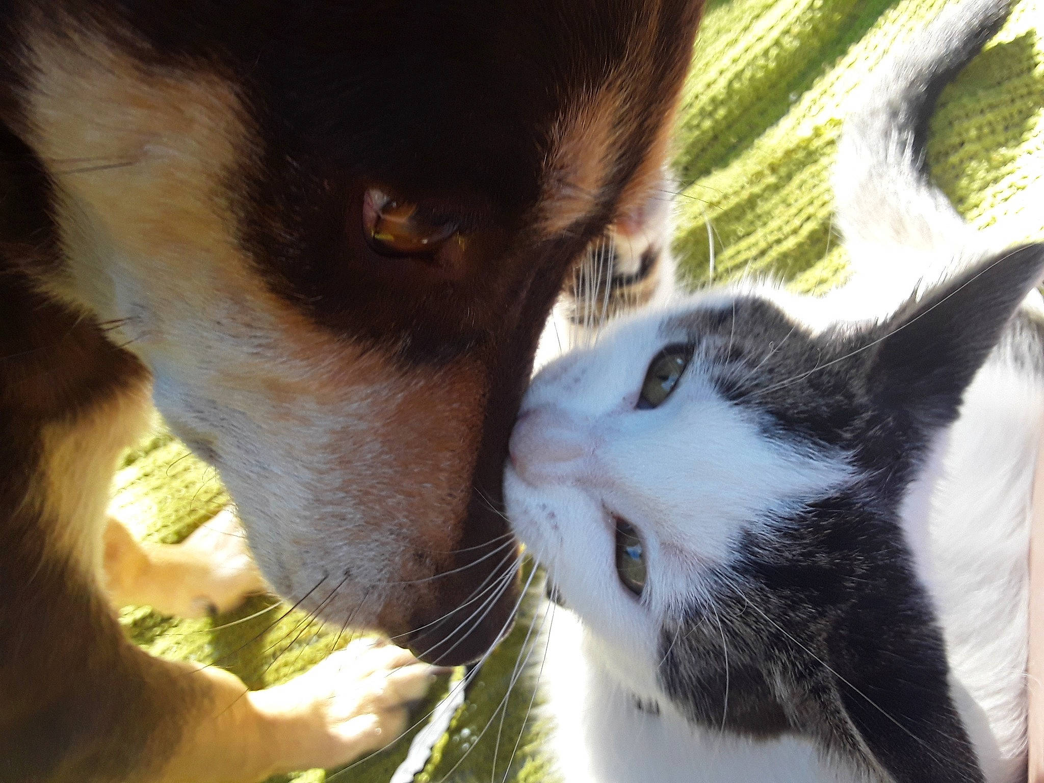 Luna is registered to the contest to win money with this photo: border_collie, canidae, carnivore, cat, dog_breed, eye, felidae, mammal, nose, small_to_medium_sized_cats, snout, sporting_group, whiskers