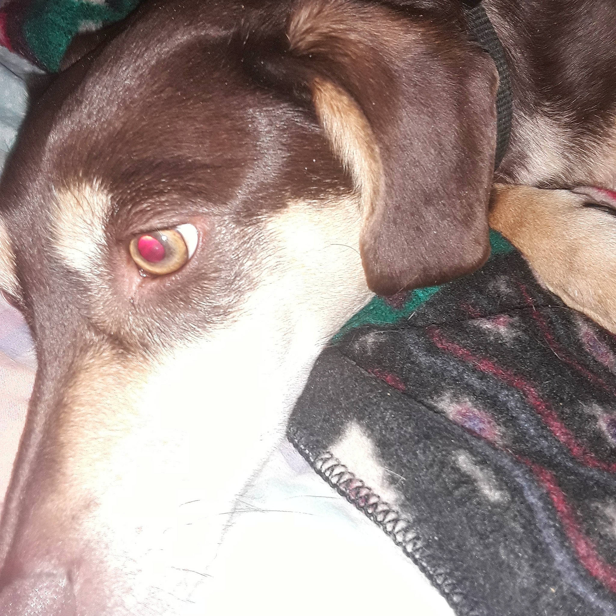 Luna is registered to the contest to win money with this photo: canidae, carnivore, dog, dog_breed, dog_collar, ear, eurohound, eye, feist, hunting_dog, italian_greyhound, mammal, nose, organ, pointer, snout, sporting_group, vertebrate, weimaraner, whiskers