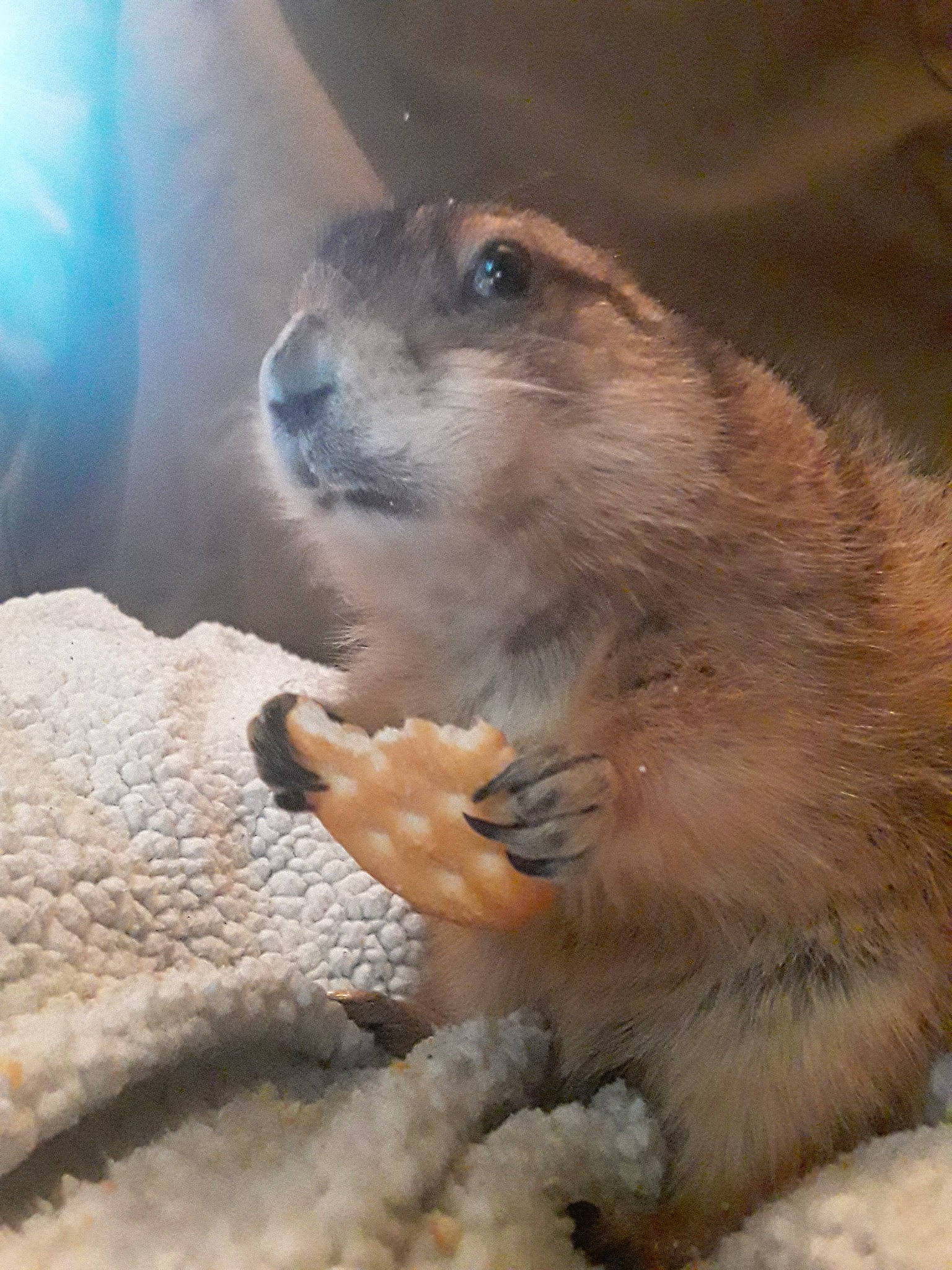 Daisy May is registered to the contest to win money with this photo: adaptation, arizona_black_tailed_prairie_dog, beaver, capybara, claw, fawn, fur, gerbil, gopher, groundhog, groundhog_day, mammal, marmot, prairie_dog, rodent, snout, squirrel, vertebrate, whiskers, wildlife