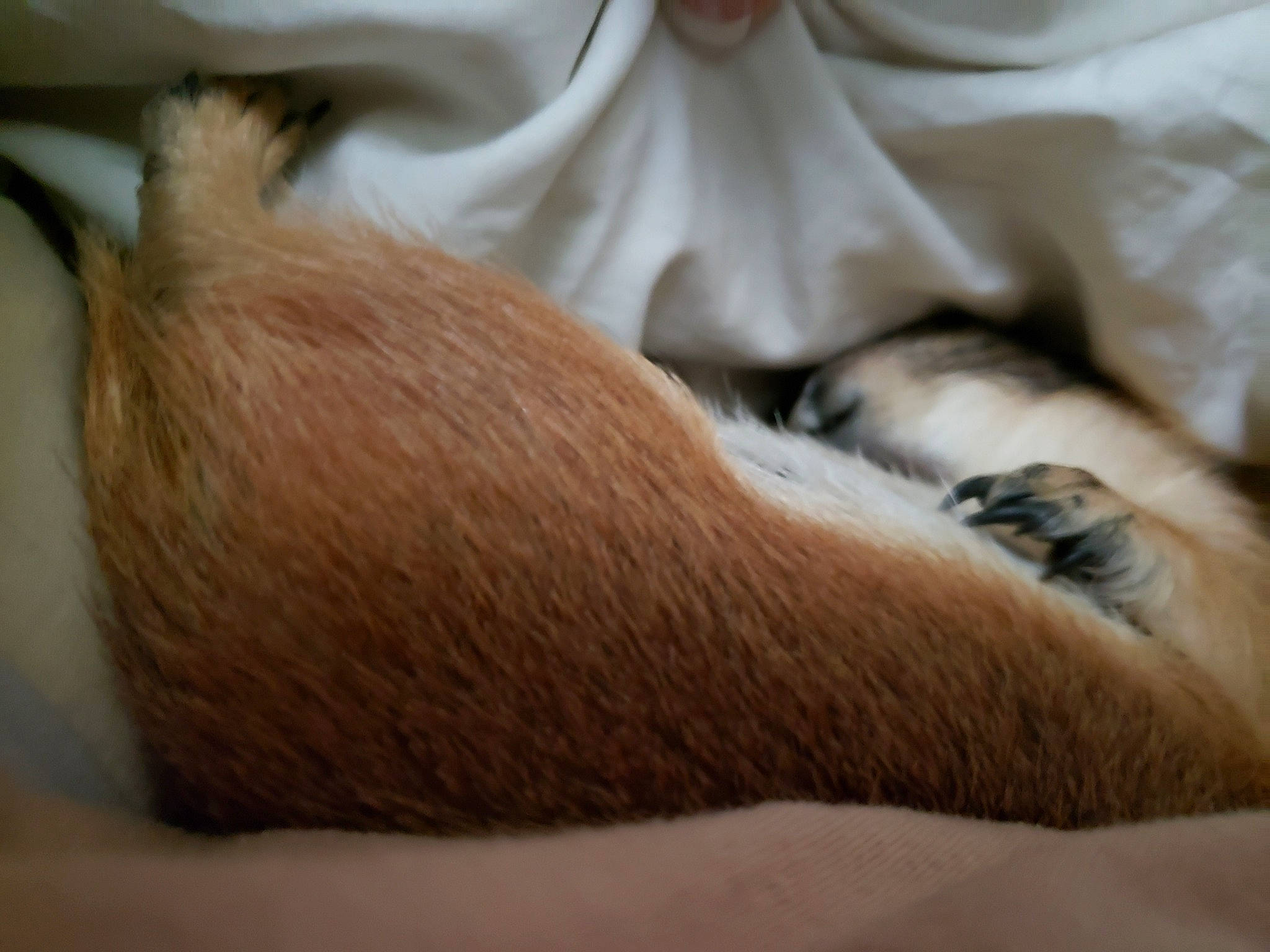 Daisy May is registered to the contest to win money with this photo: canidae, carnivore, claw, fawn, fur, tail