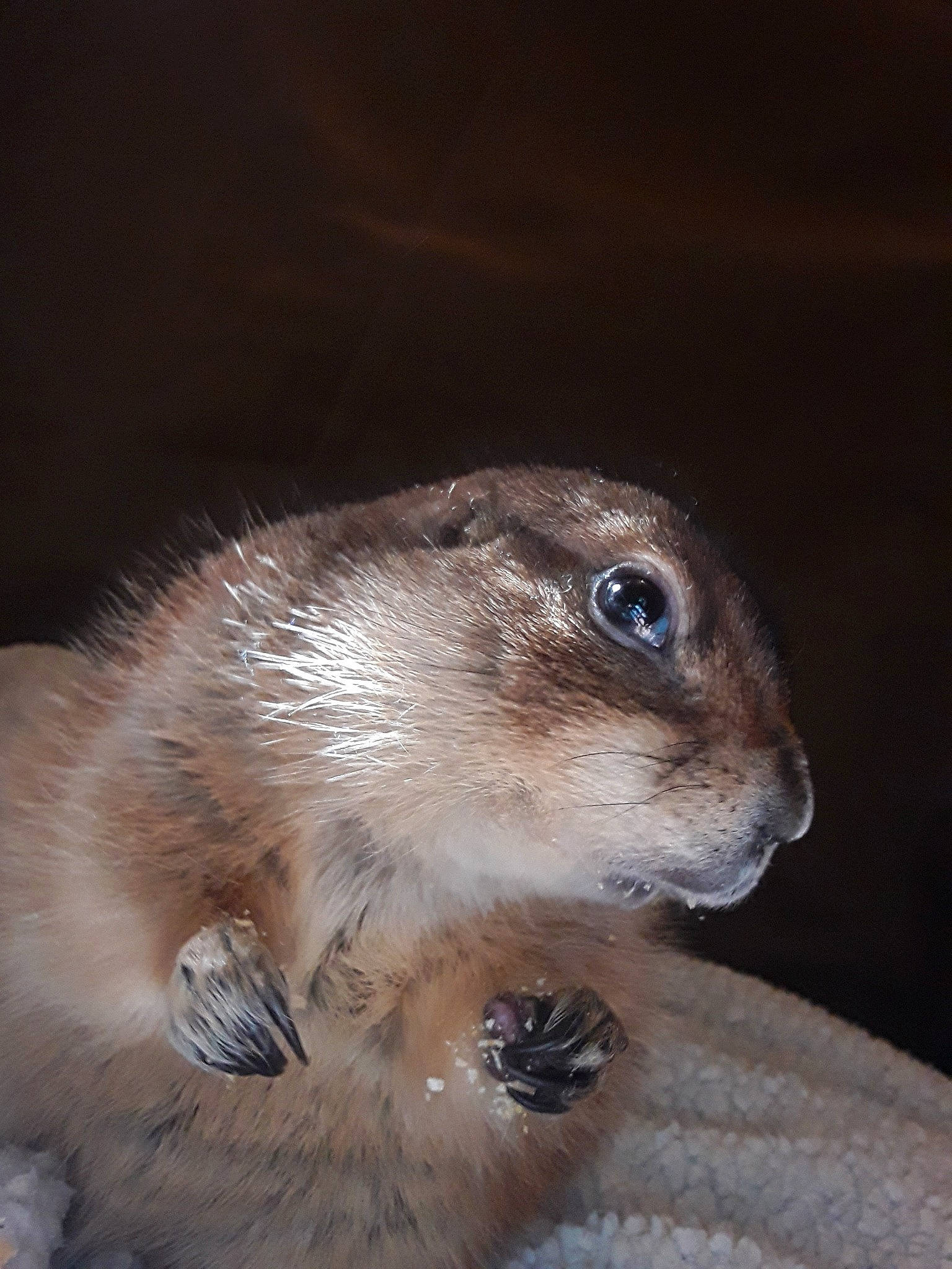 Daisy May is registered to the contest to win money with this photo: adaptation, arizona_black_tailed_prairie_dog, fawn, gerbil, gopher, groundhog_day, hamster, mammal, marmot, muridae, muroidea, prairie_dog, rabbit, rabbits_and_hares, rodent, skin, snout, squirrel, vertebrate, whiskers