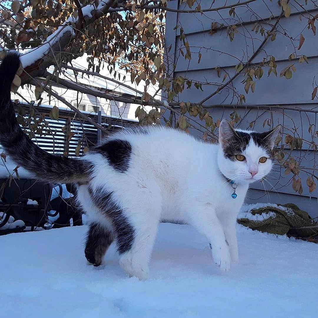 Snowfur is registered to the contest to win money with this photo: aegean_cat, american_wirehair, carnivore, cat, domestic_short_haired_cat, felidae, freezing, fur, japanese_bobtail, mammal, polydactyl_cat, small_to_medium_sized_cats, snow, tail, whiskers, winter