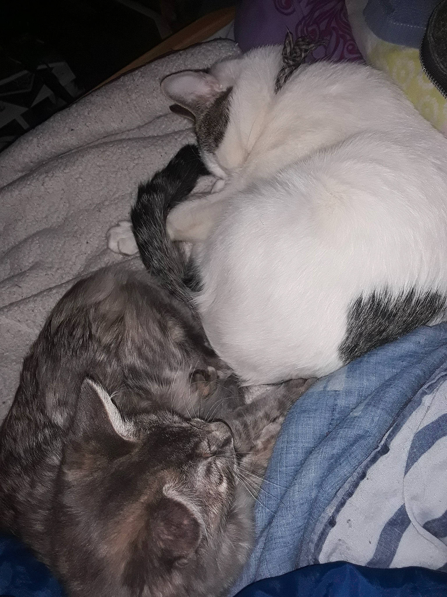 Snowfur is registered to the contest to win money with this photo: canidae, carnivore, cat, comfort, companion_dog, dog, dog_breed, ear, felidae, fur, grey, linens, mammal, nap, paw, small_to_medium_sized_cats, snout, sporting_group, tail, whiskers