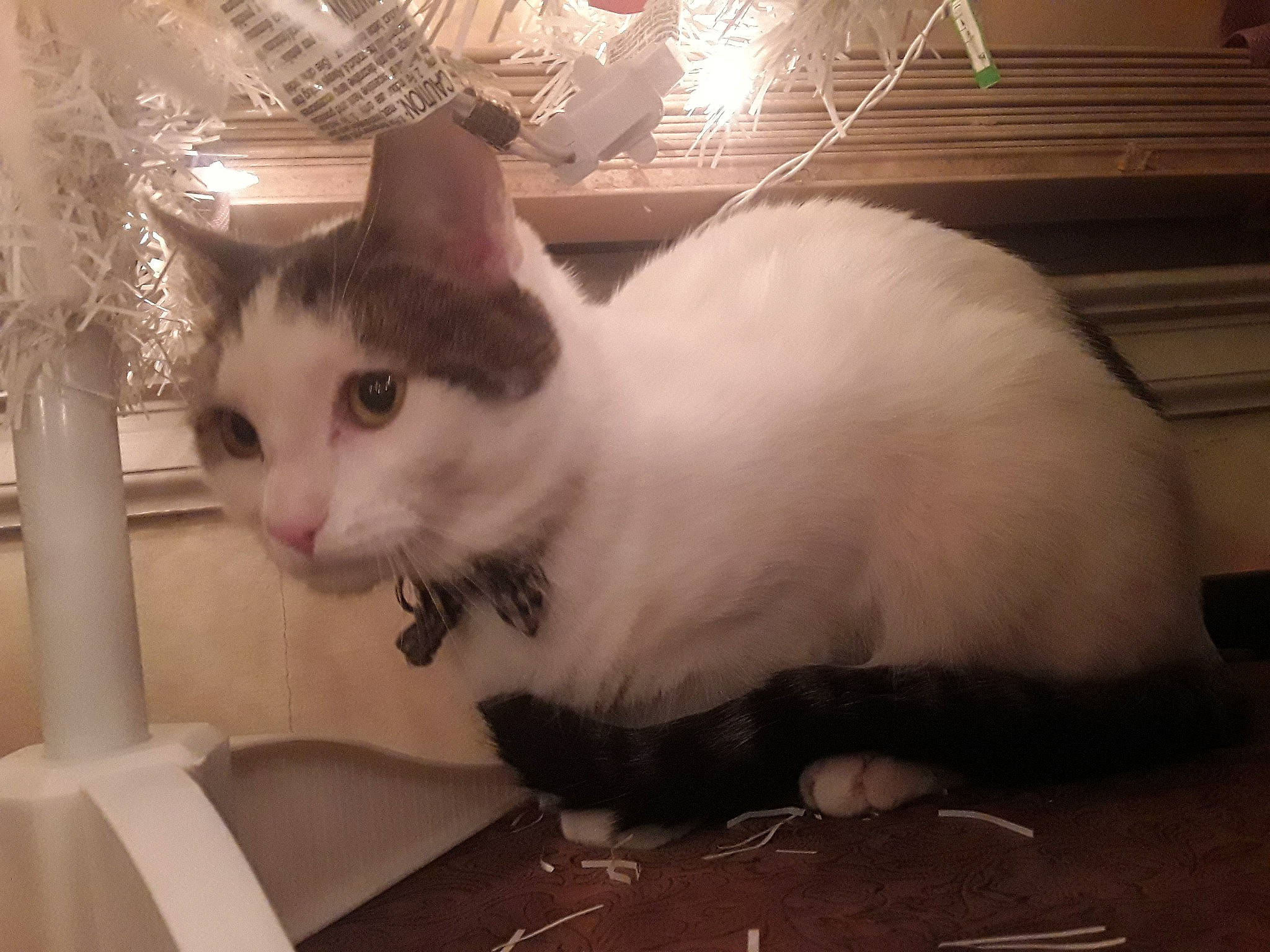 Snowfur is registered to the contest to win money with this photo: carnivore, cat, domestic_short_haired_cat, eye, fawn, felidae, fur, paw, pet_supply, small_to_medium_sized_cats, snout, tail, whiskers