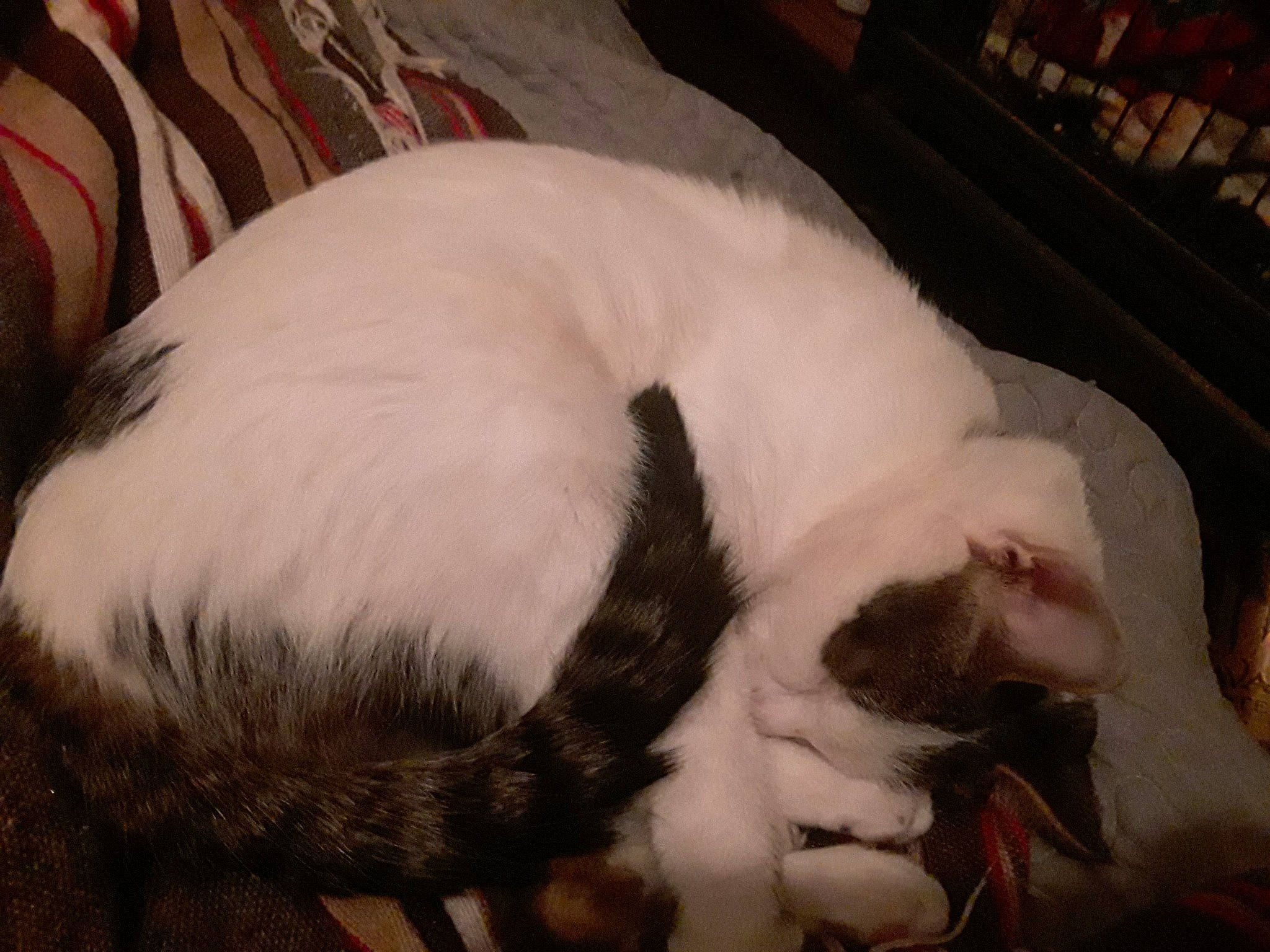 Snowfur joined the competition — help win amazing prizes! canidae, carnivore, cat, cat_bed, claw, comfort, dog_breed, domestic_short_haired_cat, ear, fang, felidae, fur, nap, paw, small_to_medium_sized_cats, snout, sporting_group, tail, terrestrial_animal, whiskers