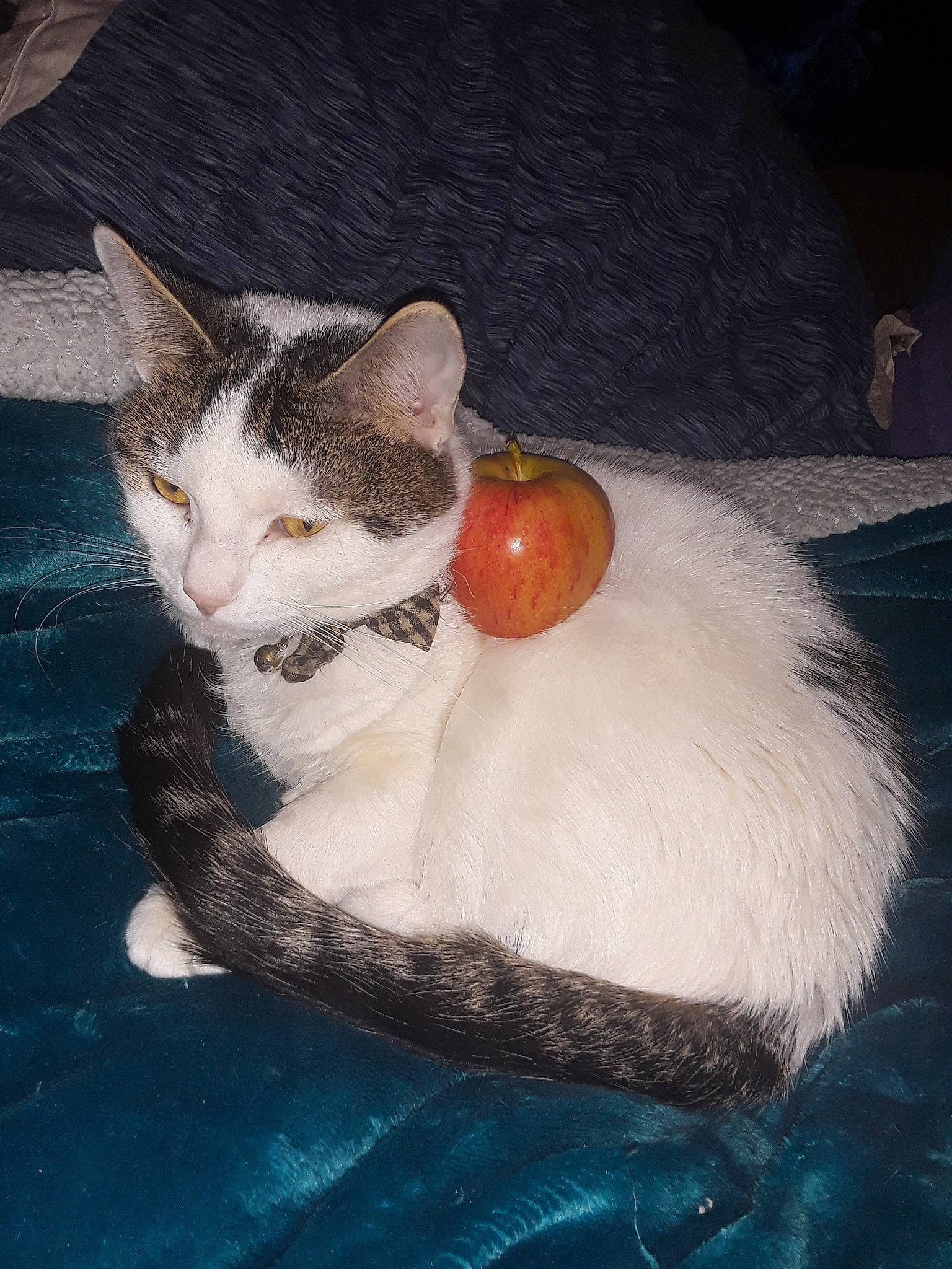 Snowfur is registered to the contest to win money with this photo: art, ball, canidae, carnivore, cat, cat_bed, cat_supply, comfort, domestic_short_haired_cat, fawn, felidae, fur, paw, photo_caption, sitting, small_to_medium_sized_cats, snout, tail, whiskers, window