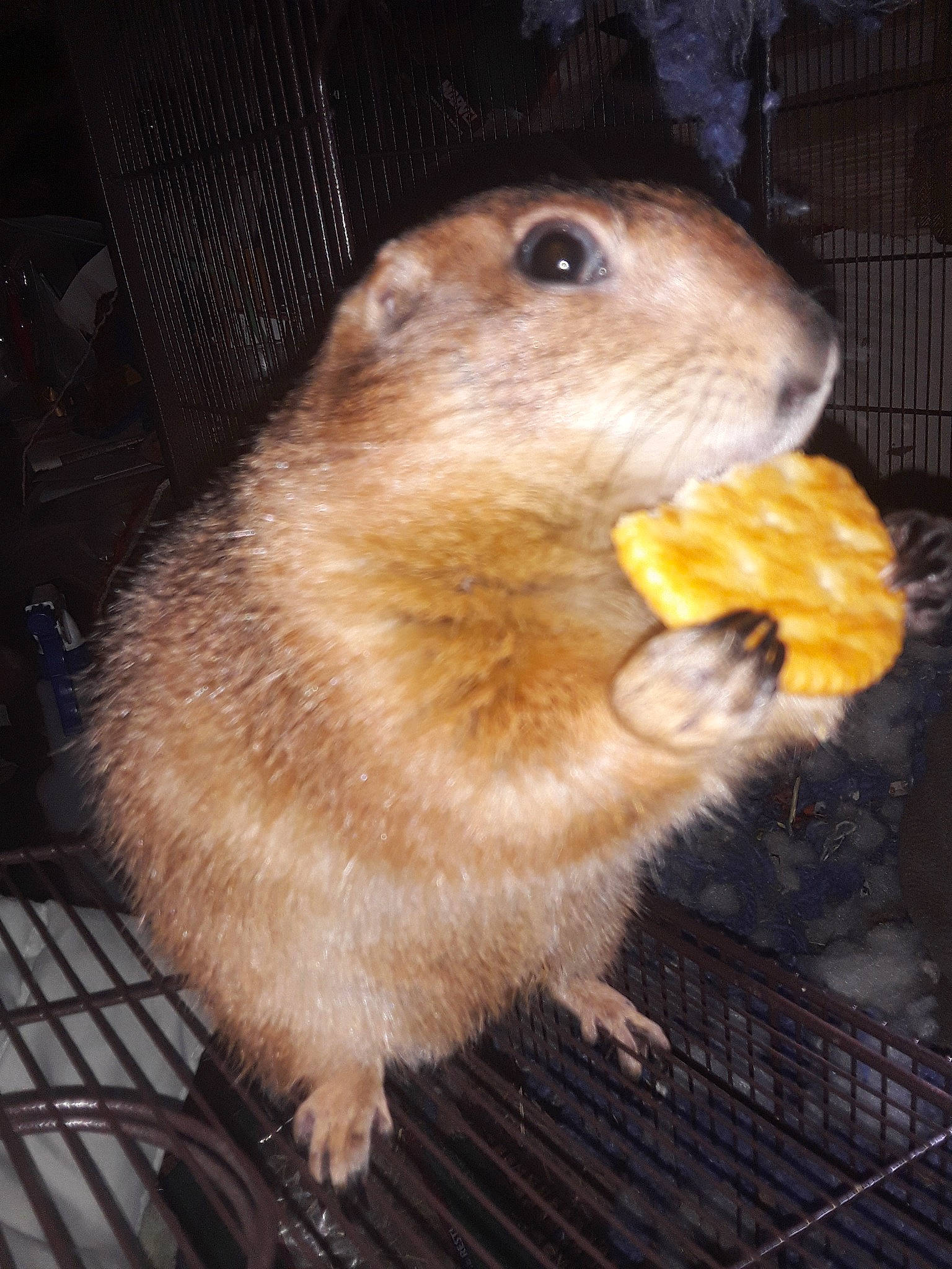 Phoebe joined the competition — help win amazing prizes! adaptation, arizona_black_tailed_prairie_dog, beaver, fawn, gerbil, gopher, hamster, mammal, marmot, mouse, muridae, muroidea, prairie_dog, rodent, snout, squirrel, vertebrate, whiskers