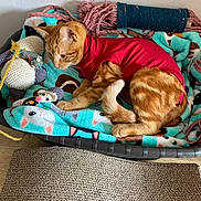 Maya a rejoint le concours — aidez-le/la à gagner de superbes lots ! cat, orange_tabby, red_shirt, pet_bed, blanket, crocheted_toy, feline, indoor, cozy, curious, resting, paw, tail, fabric, home, cute, animal, soft, fur, relaxed