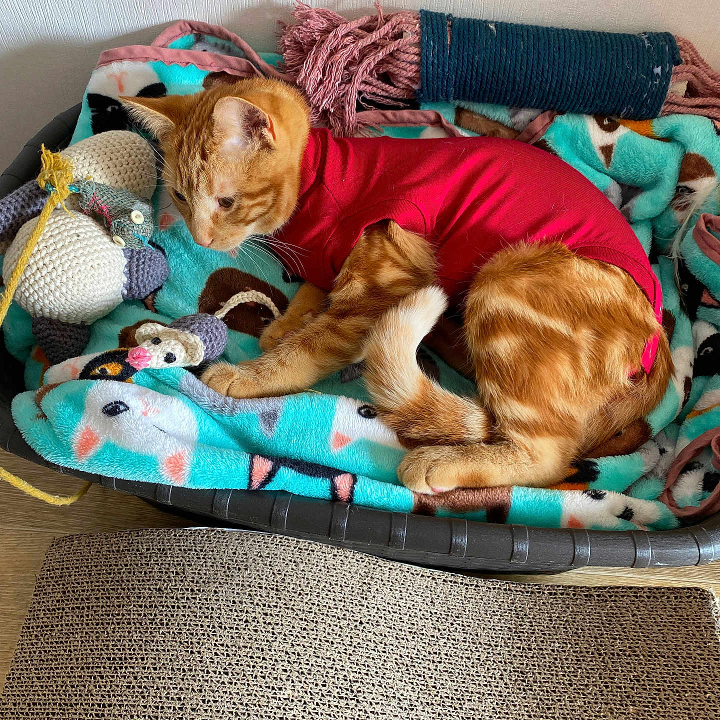 Maya a rejoint le concours — aidez-le/la à gagner de superbes lots ! animal, blanket, cat, cozy, crocheted_toy, curious, cute, fabric, feline, fur, home, indoor, orange_tabby, paw, pet_bed, red_shirt, relaxed, resting, soft, tail