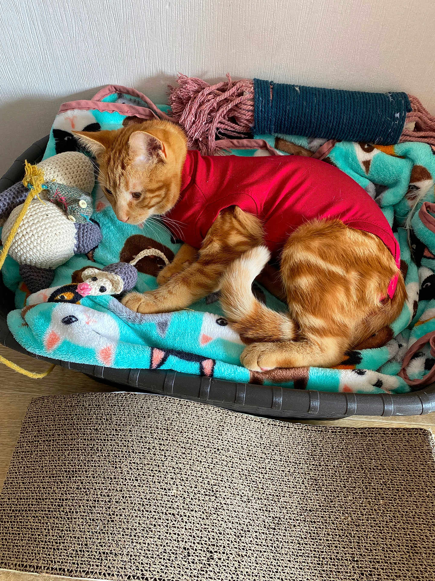 Maya a rejoint le concours — aidez-le/la à gagner de superbes lots ! cat, orange_tabby, red_shirt, pet_bed, blanket, crocheted_toy, feline, indoor, cozy, curious, resting, paw, tail, fabric, home, cute, animal, soft, fur, relaxed
