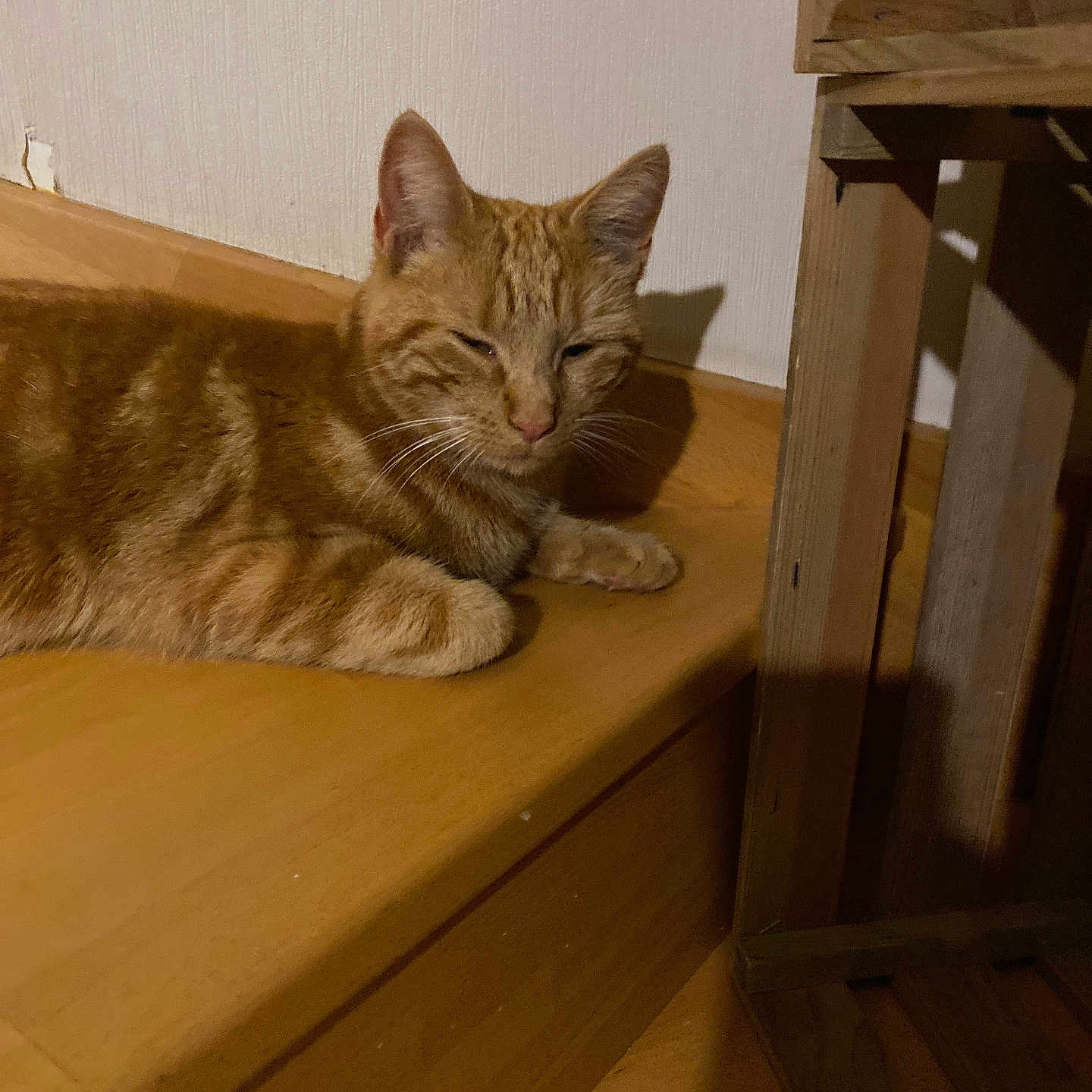 Maiia a rejoint le concours — aidez-le/la à gagner de superbes lots ! cat, ginger_cat, tabby, feline, pet, animal, sleepy, relaxed, lying_down, whiskers, ears, eyes, nose, fur, orange_fur, wooden_surface, chair, indoor, home, portrait