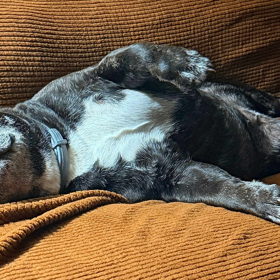 Rox