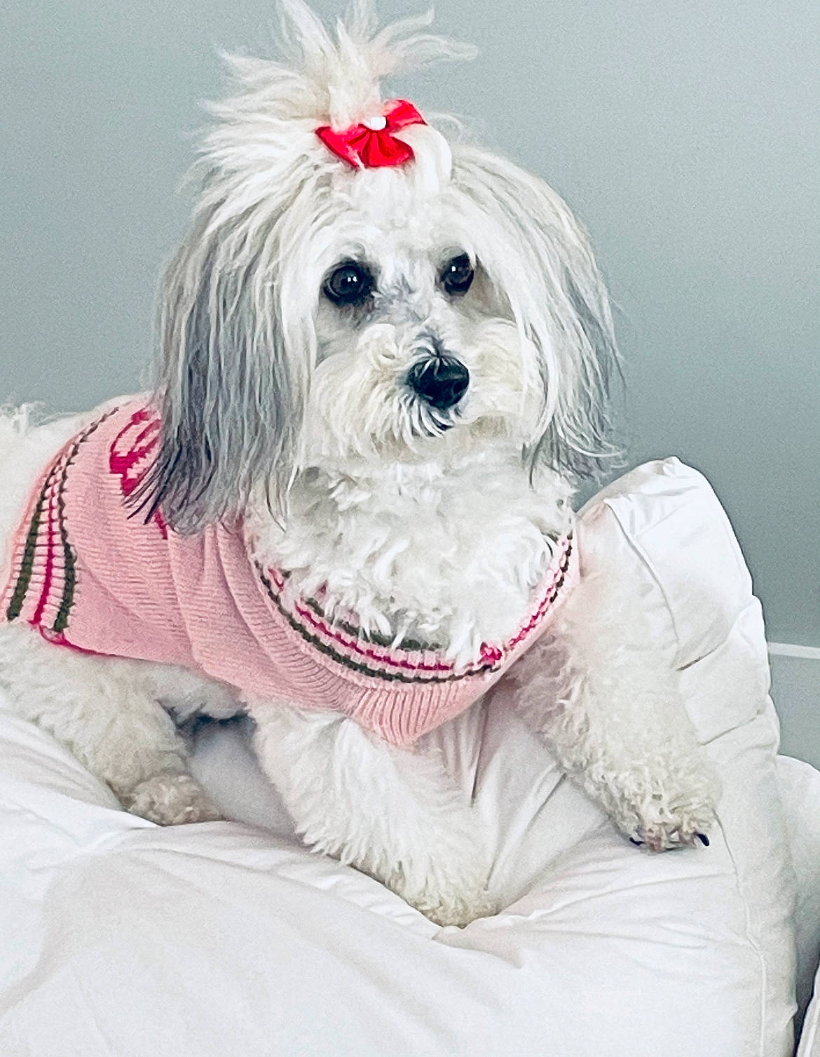 Sable joined the competition — help win amazing prizes! canidae, carnivore, collar, companion_dog, dog, dog_breed, dog_clothes, dog_collar, dog_supply, fashion_accessory, fur, happy, mammal, puppy_love, small_terrier, sporting_group, terrier, toy_dog, vertebrate, working_animal