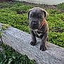animal, brick_wall, brown_puppy, cute, daylight, dog, fur, grass, greenery, nature, outdoor, pet, plant, puppy, red_collar, small_animal, standing, wall, wooden_plank, young_dog