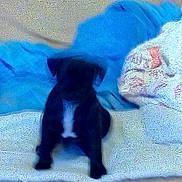 Jackson a rejoint le concours — aidez-le/la à gagner de superbes lots ! canidae, carnivore, cat, chihuahua, dog, dog_breed, fawn, french_bulldog, non_sporting_group, puppy, schipperke, sporting_group, tail, toy_dog